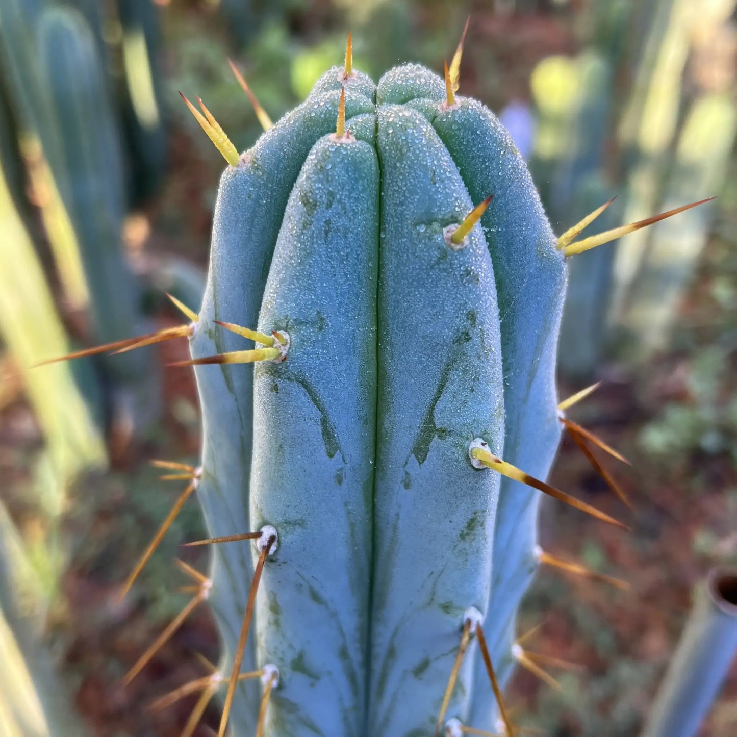 Psycho0 - live cactus plant