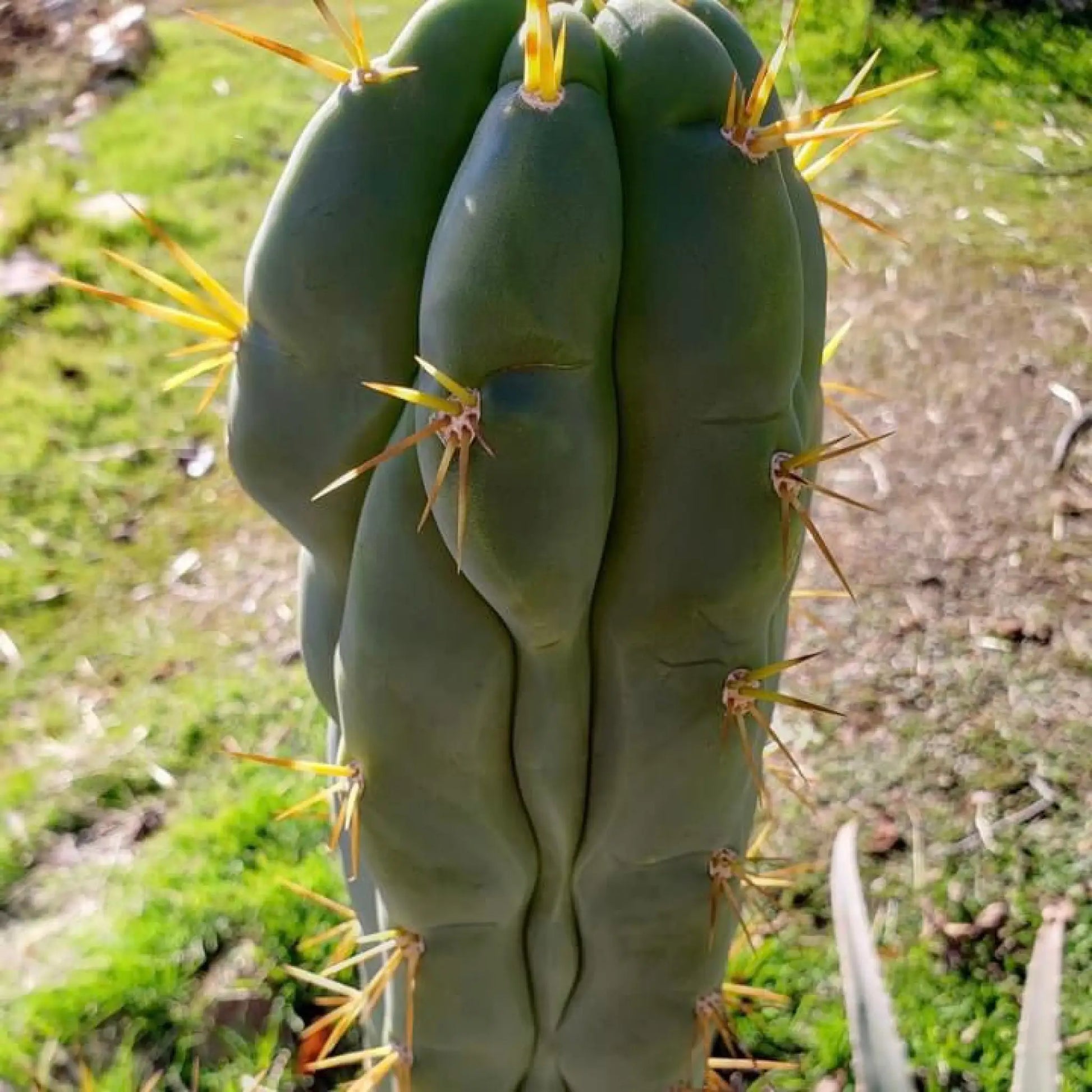 Psycho0 OP - P0op2 - live cactus plant