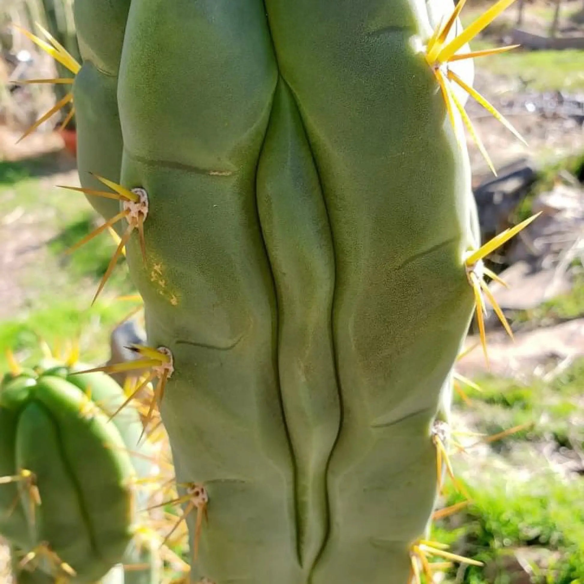 Psycho0 OP - P0op2 - live cactus plant