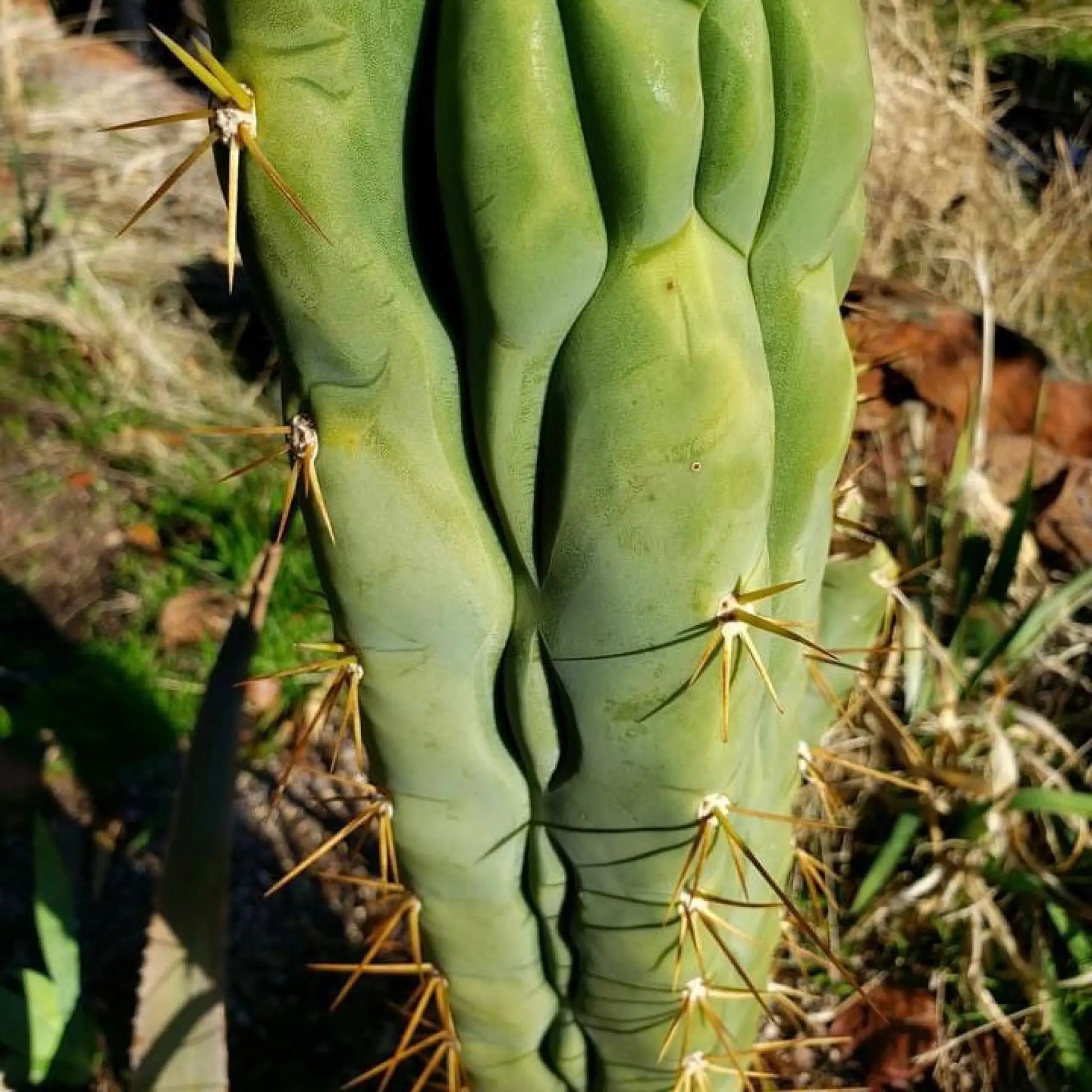 Psycho0 OP - P0op2 - live cactus plant