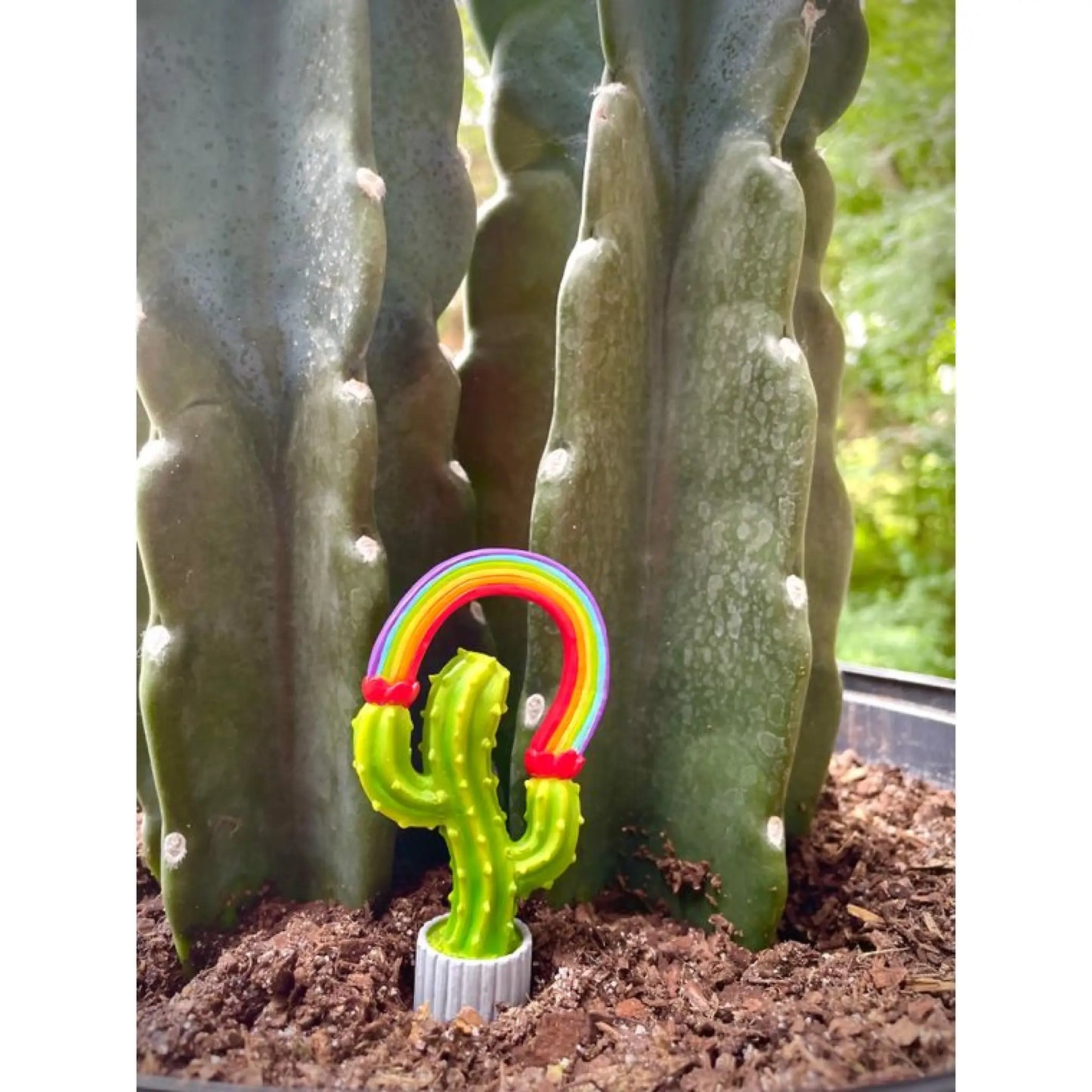 Rainbow Cactus