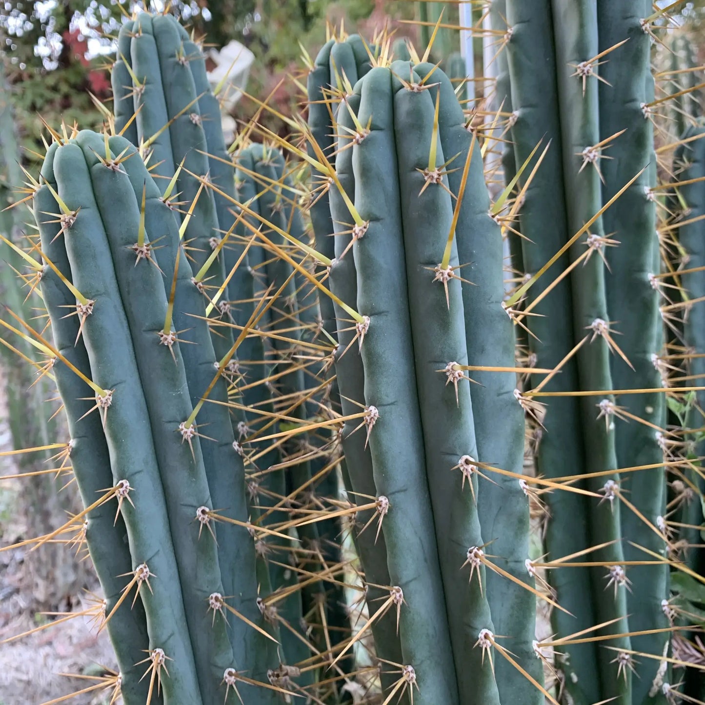Ressler’s BBG puquiensis JS139 - one 10” center cutting