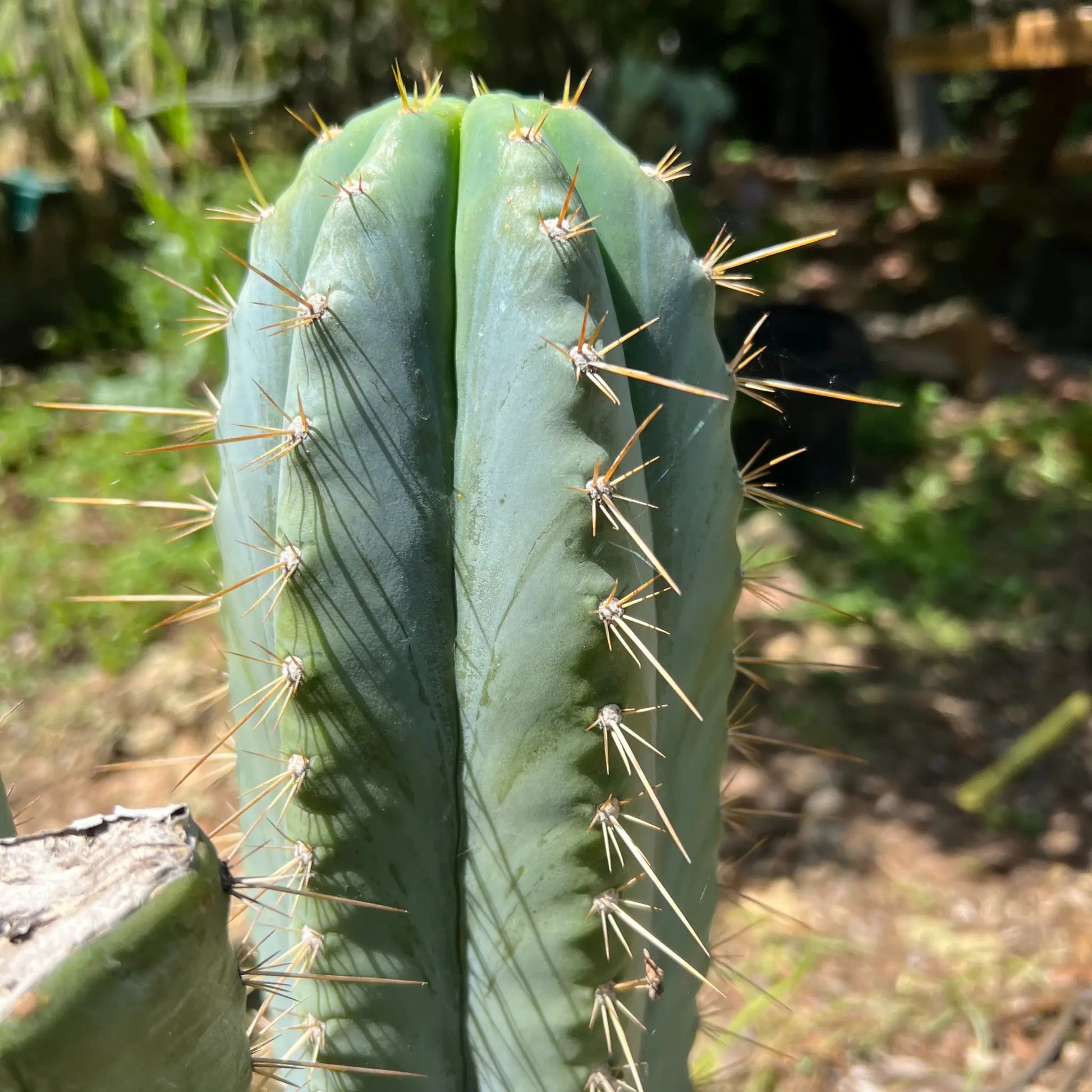 Rimac - Monstrous Cactus - one 10” tip cutting - live