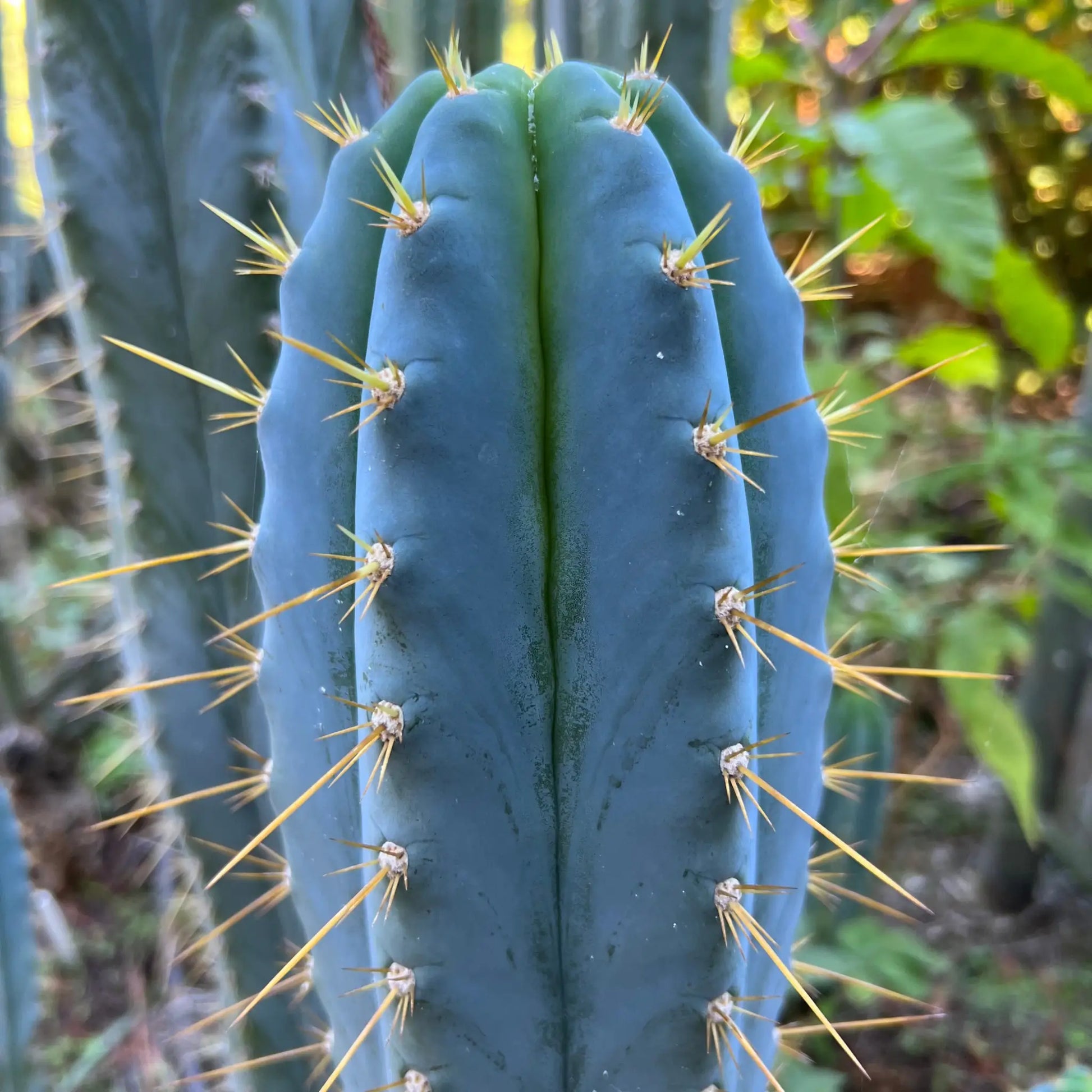 Rimac - Monstrous Cactus - one 10” tip cutting - live