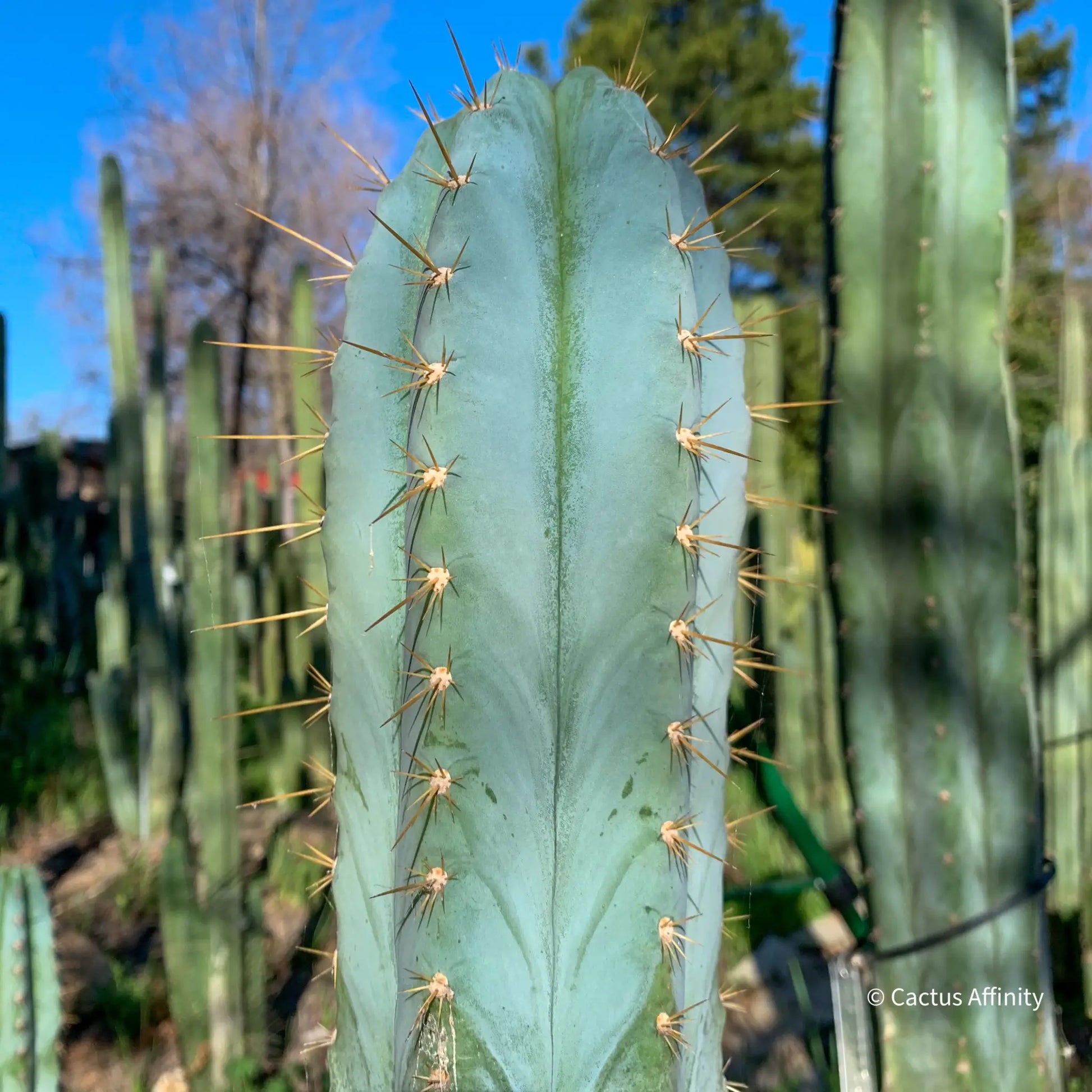 Rimac - Monstrous Cactus - one 10” tip cutting - live