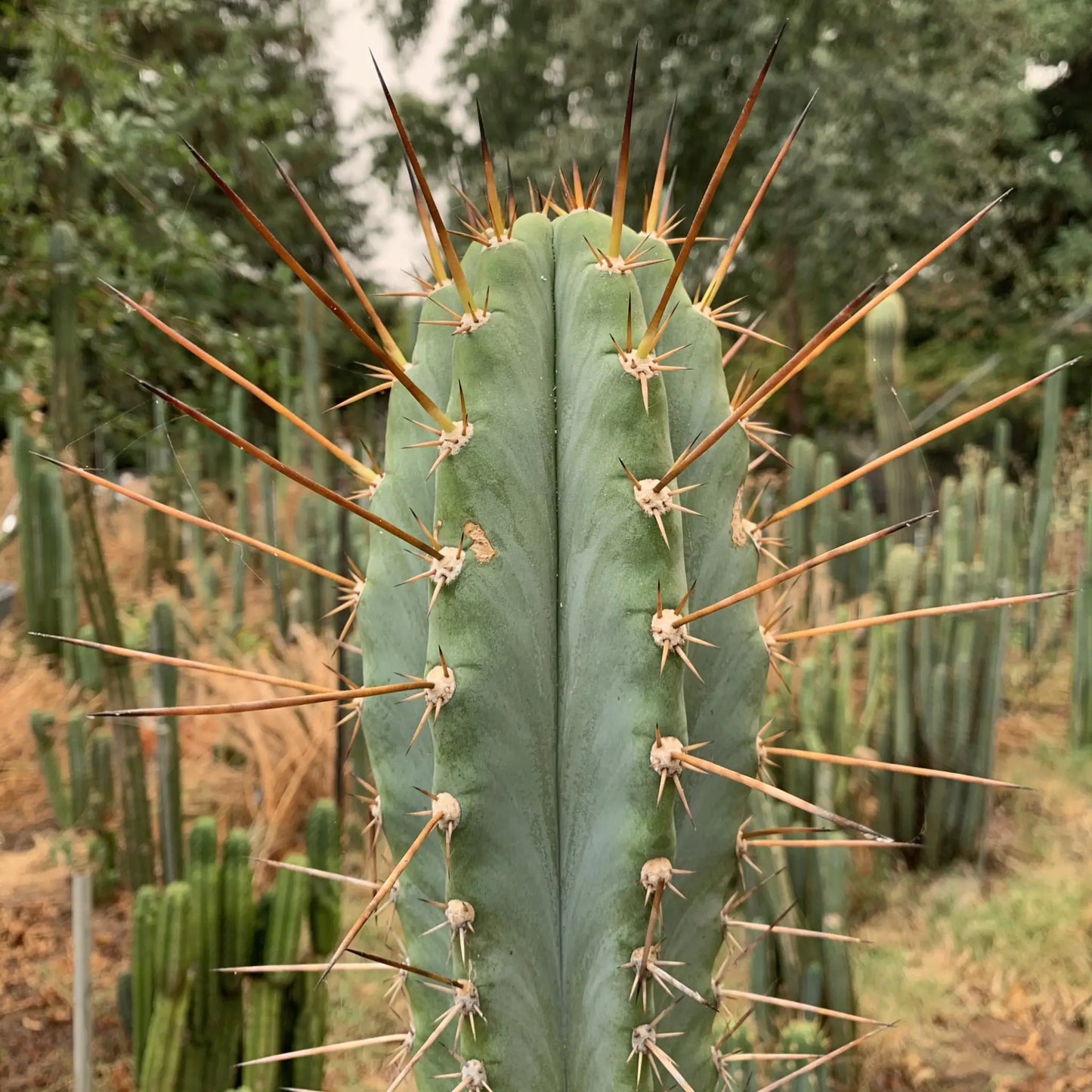 Rimac - Verne’s - one 10” tip cutting - live cactus plant