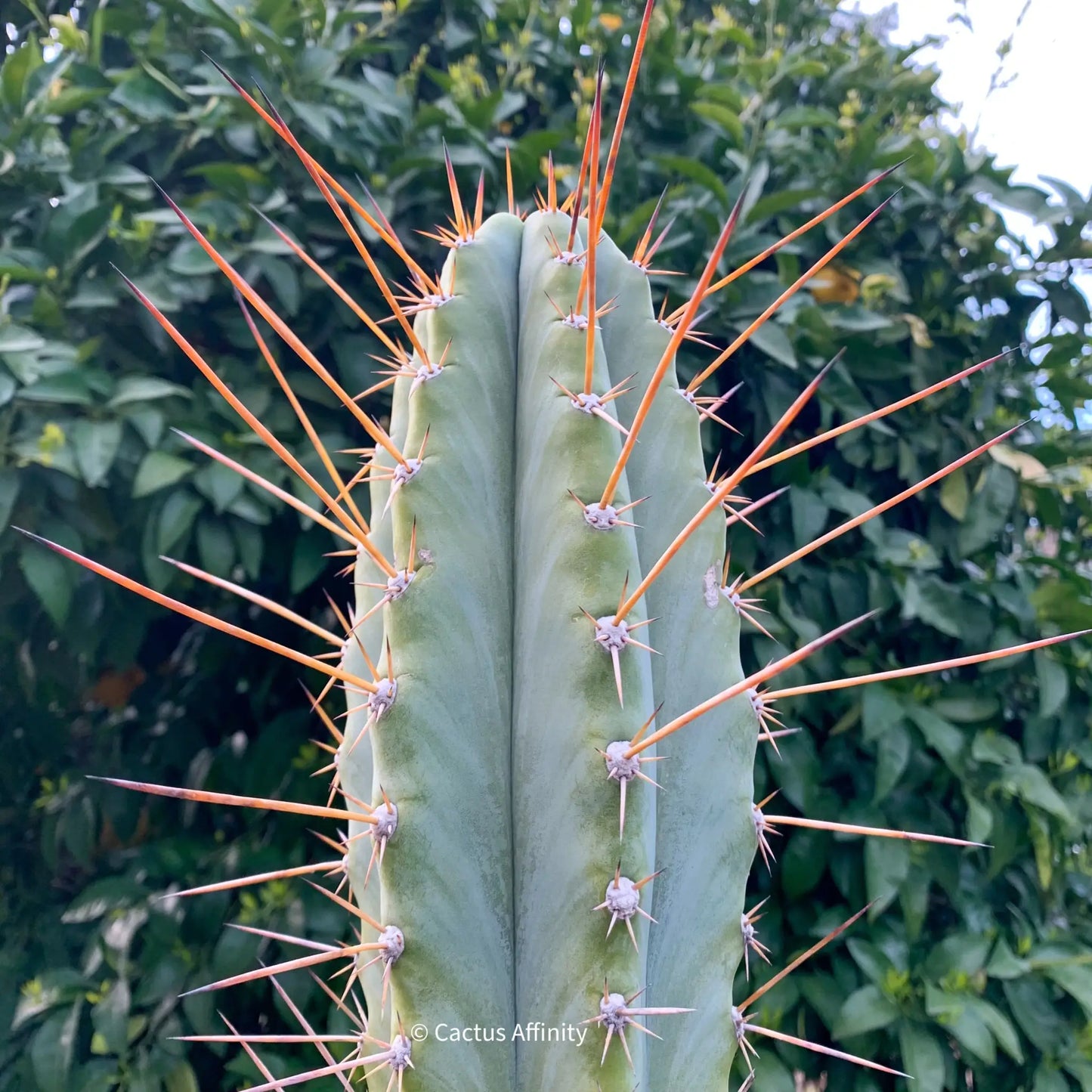 Rimac - Verne’s - one 10” tip cutting - live cactus plant