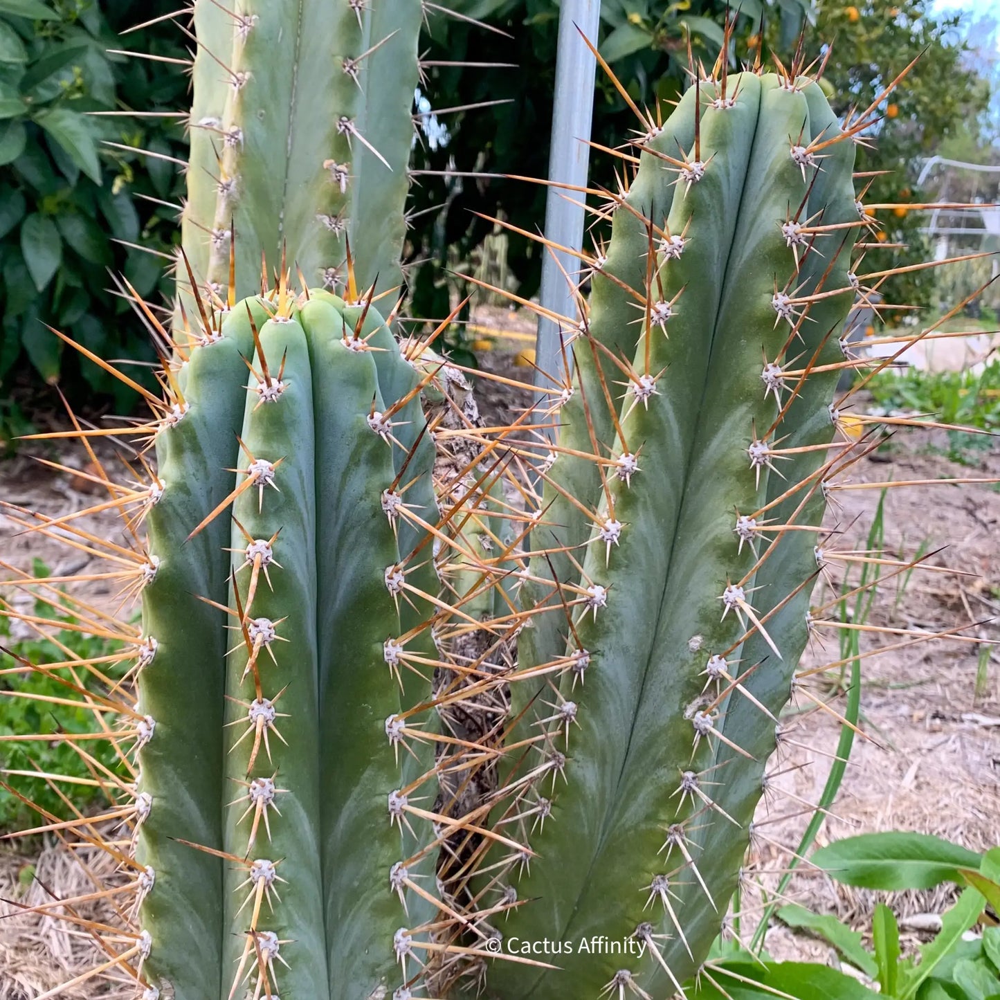 Rimac - Verne’s - one 10” tip cutting - live cactus plant