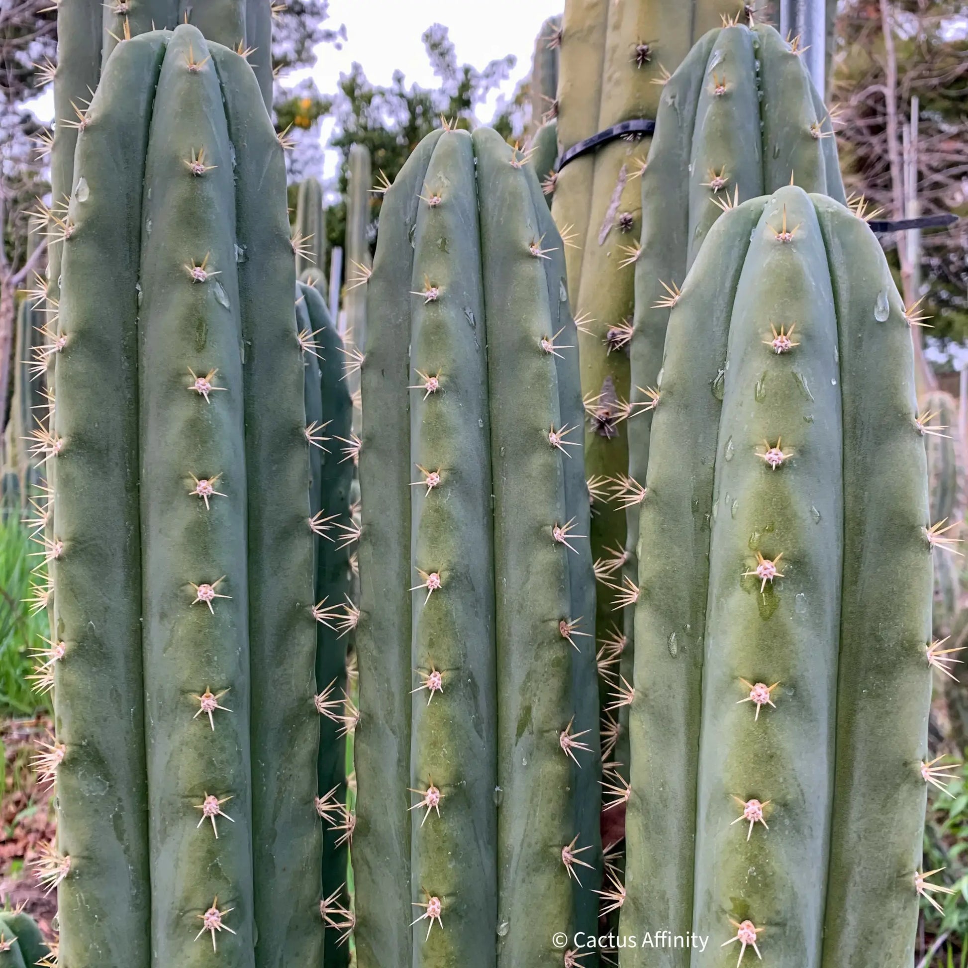 riomizquensis from NMCR - live cactus plant