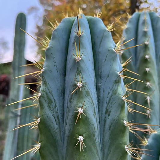 RS0001-3 - one 10” tip cutting - live cactus plant