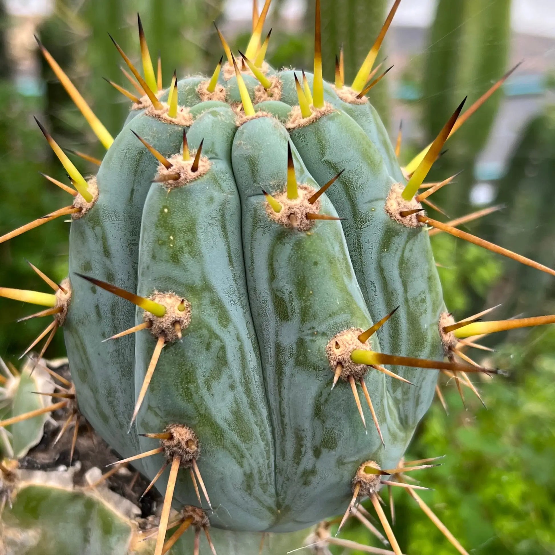 RS0001-3 cut to order - live cactus plant cutting