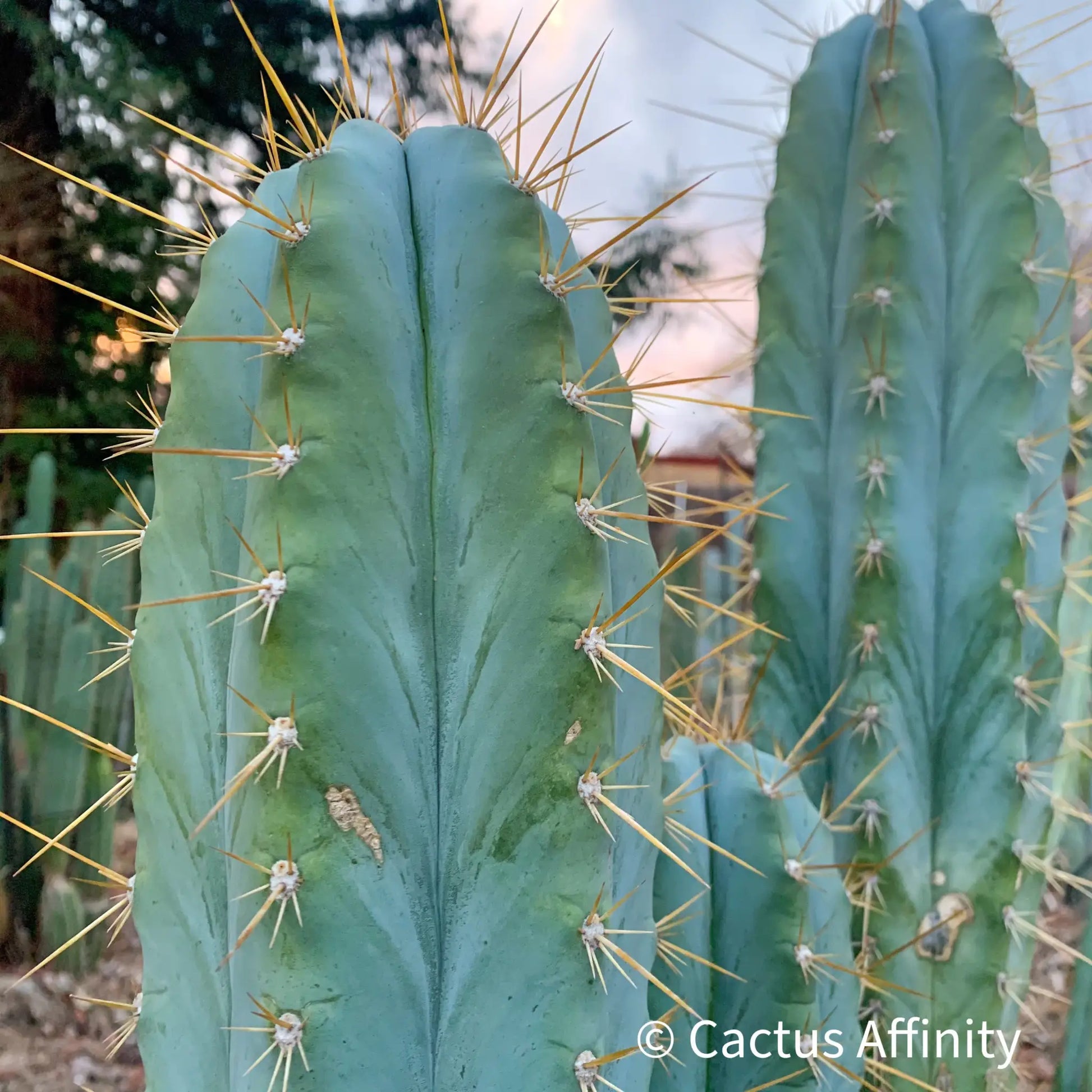 RS0001-3 cut to order - live cactus plant cutting