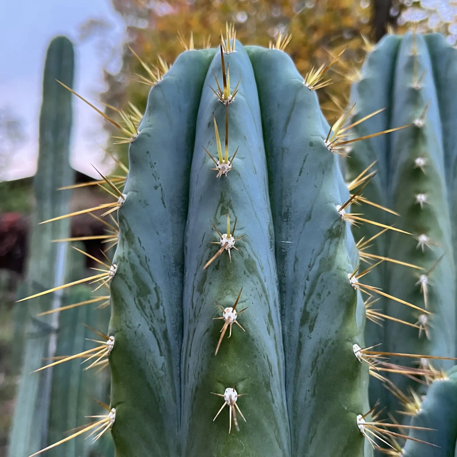 RS0001-3 cut to order - live cactus plant cutting