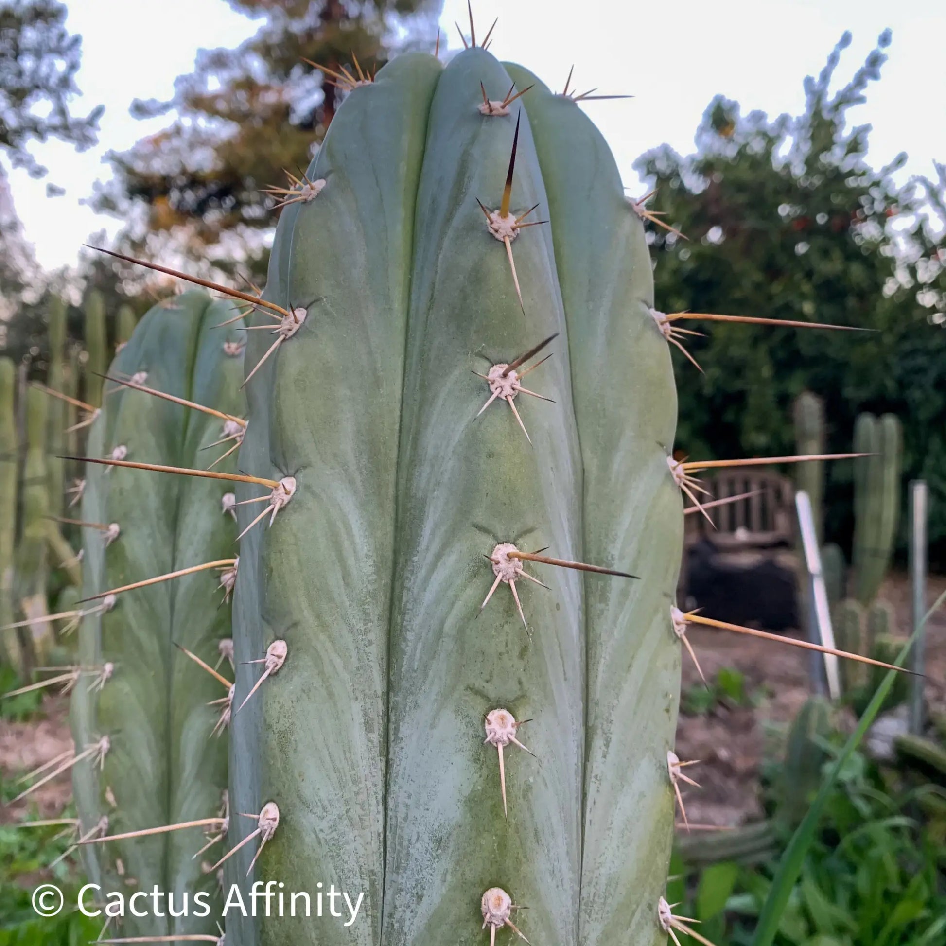 RSfat4 - i4 14” tip cut - live cactus plant
