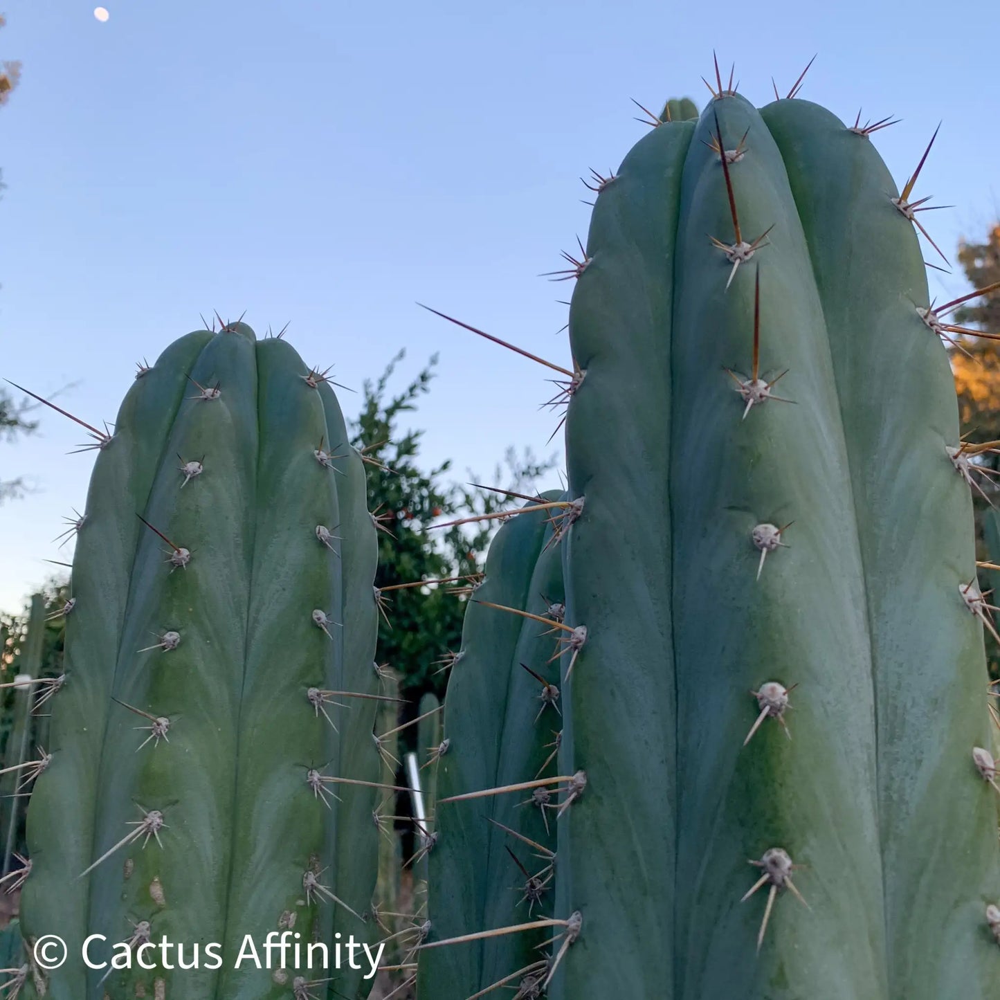 RSfat4 - i4 14” tip cut - live cactus plant