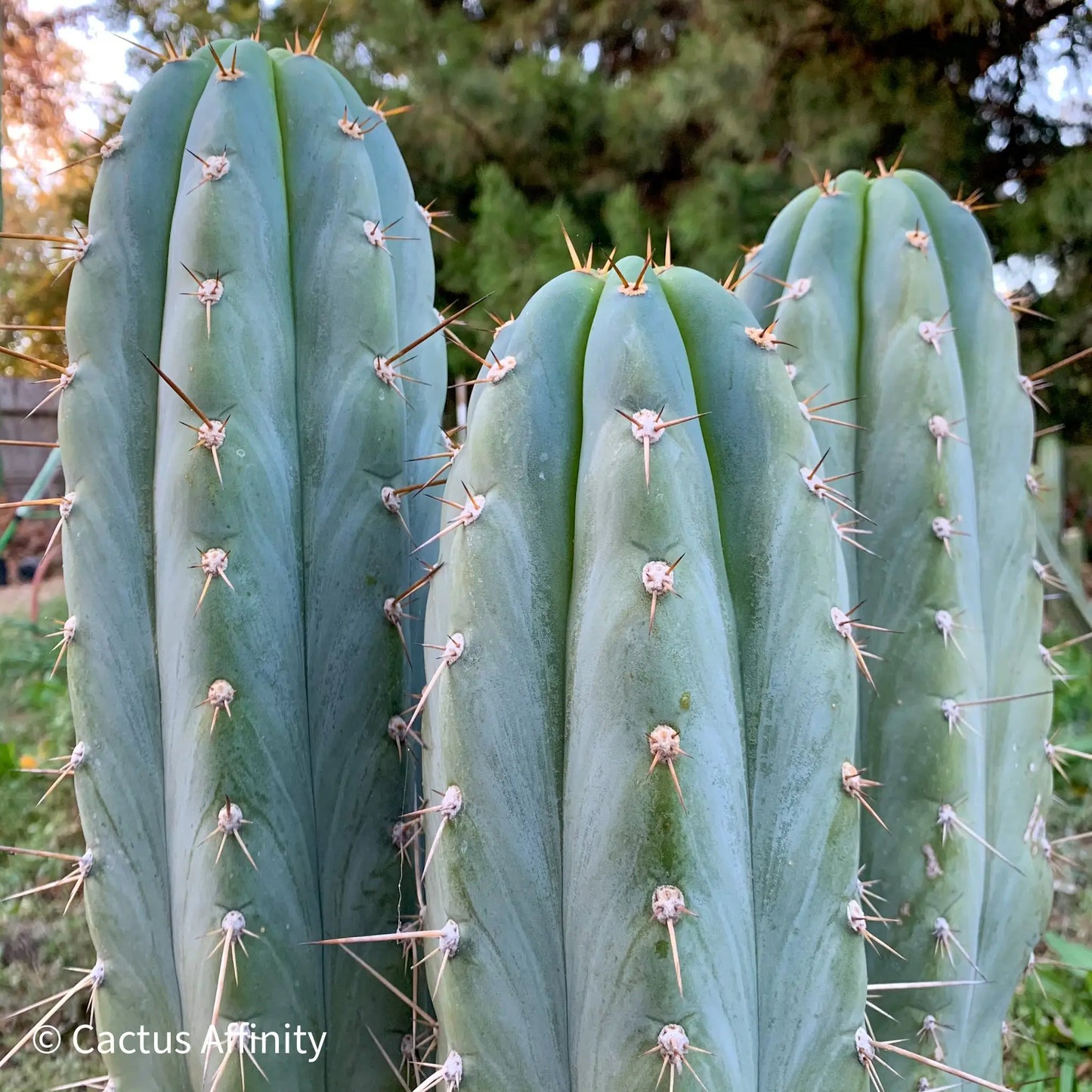 RSfat4 - i4 14” tip cut - live cactus plant