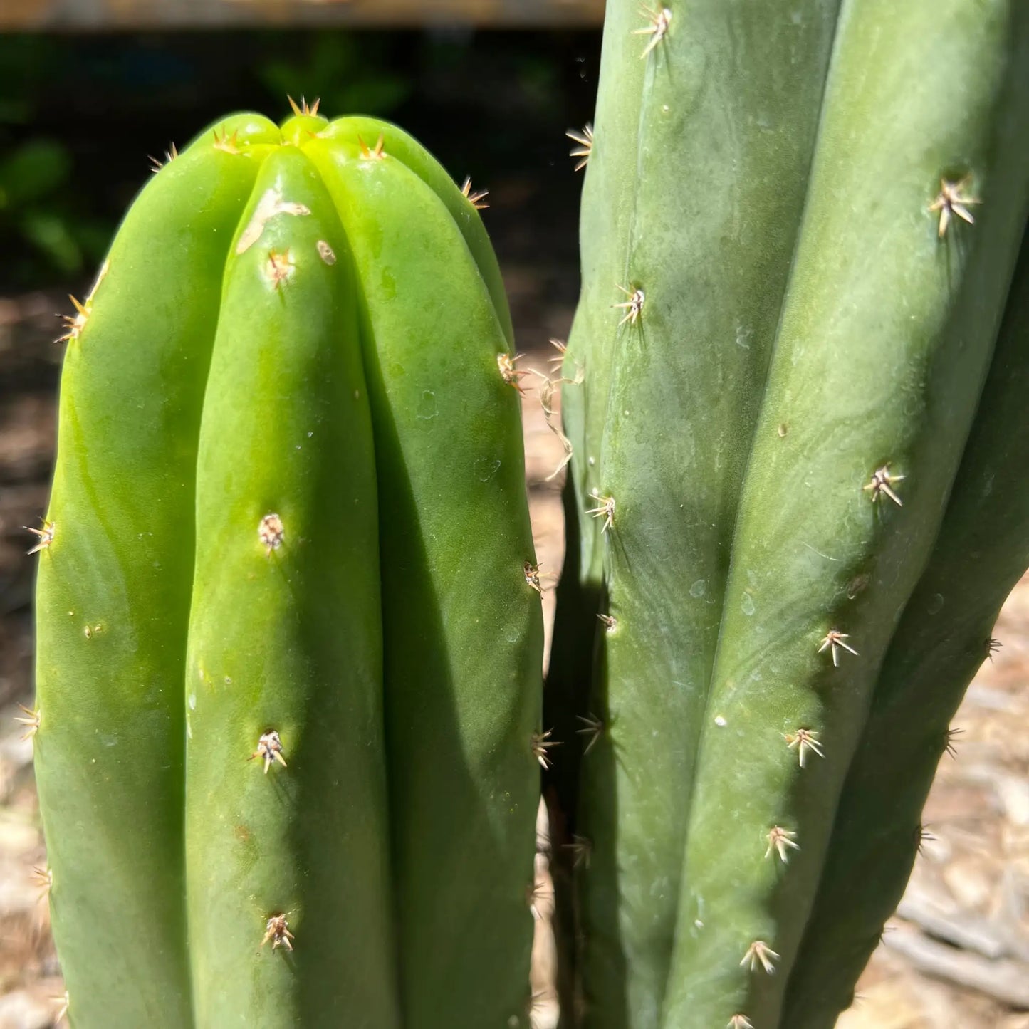 scop x PC - 10” tip cut - live cactus plant cutting