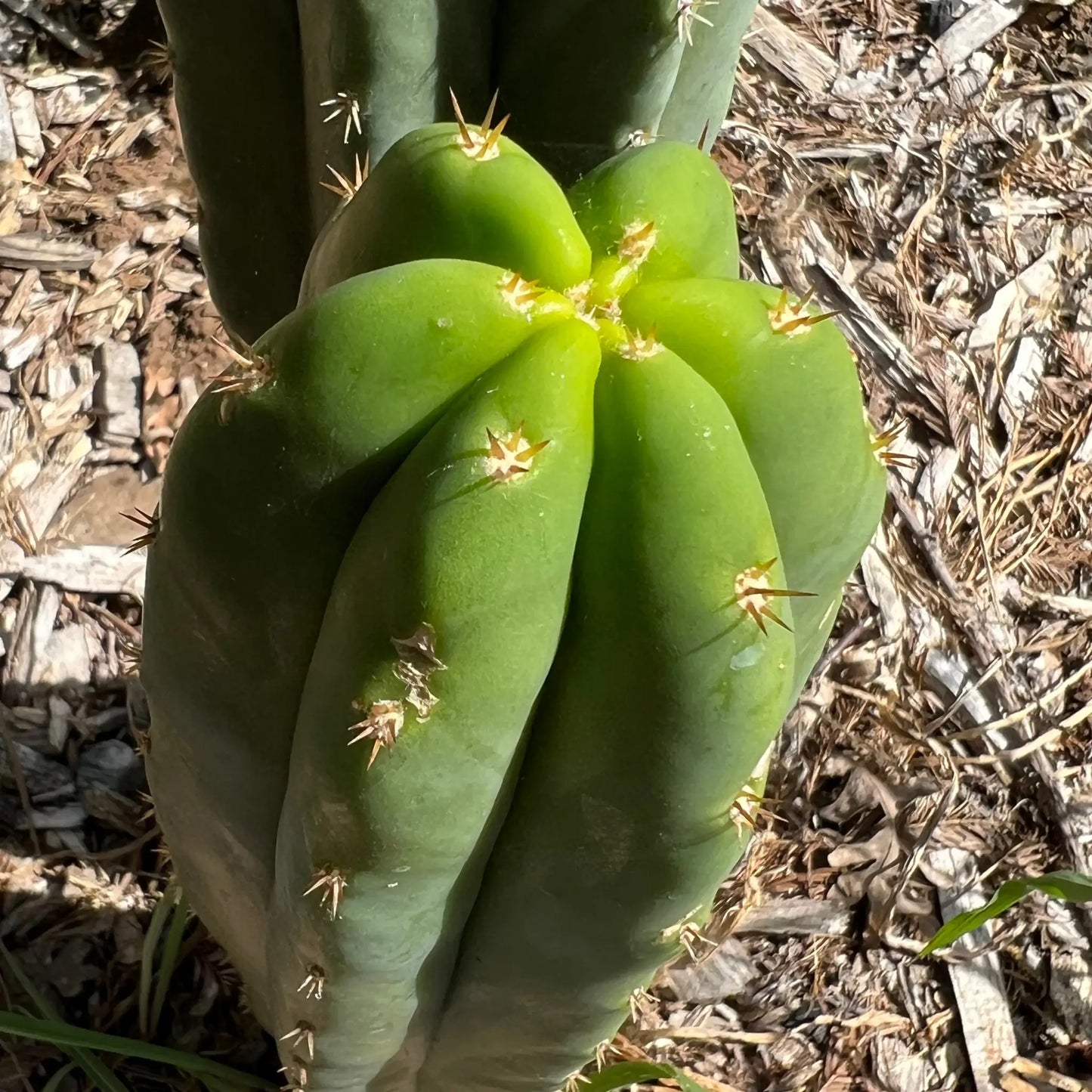 scop x PC - 10” tip cut - live cactus plant cutting