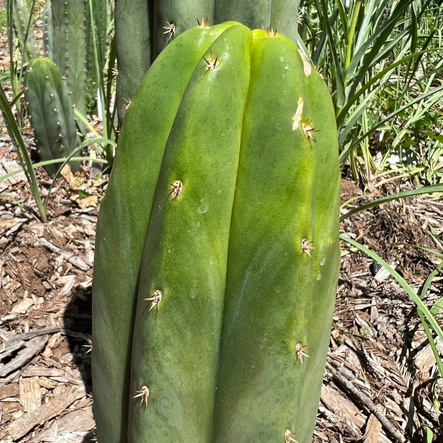 scop x PC - 10” tip cut - live cactus plant cutting