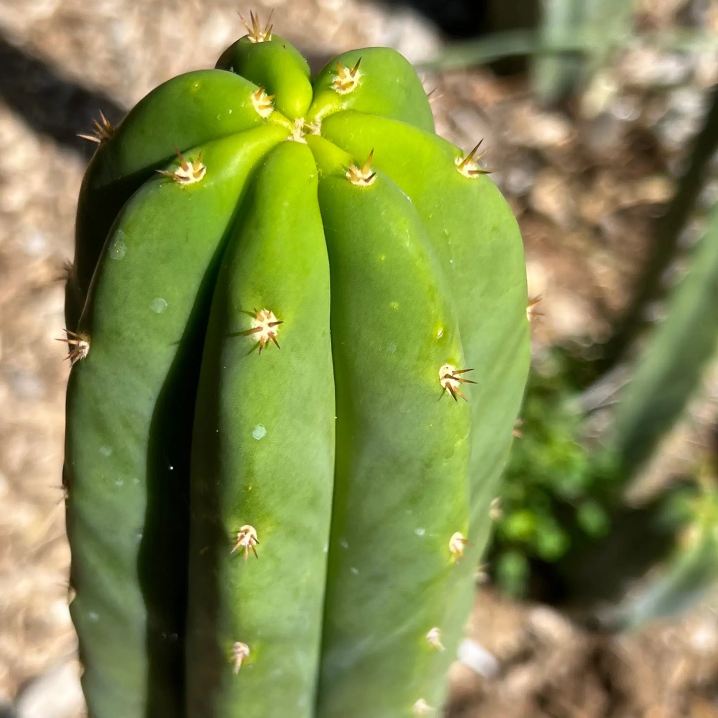 scop x PC - 10” tip cut - live cactus plant cutting