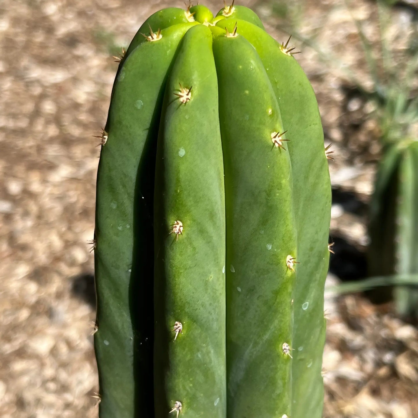 scop x PC - 10” tip cut - live cactus plant cutting