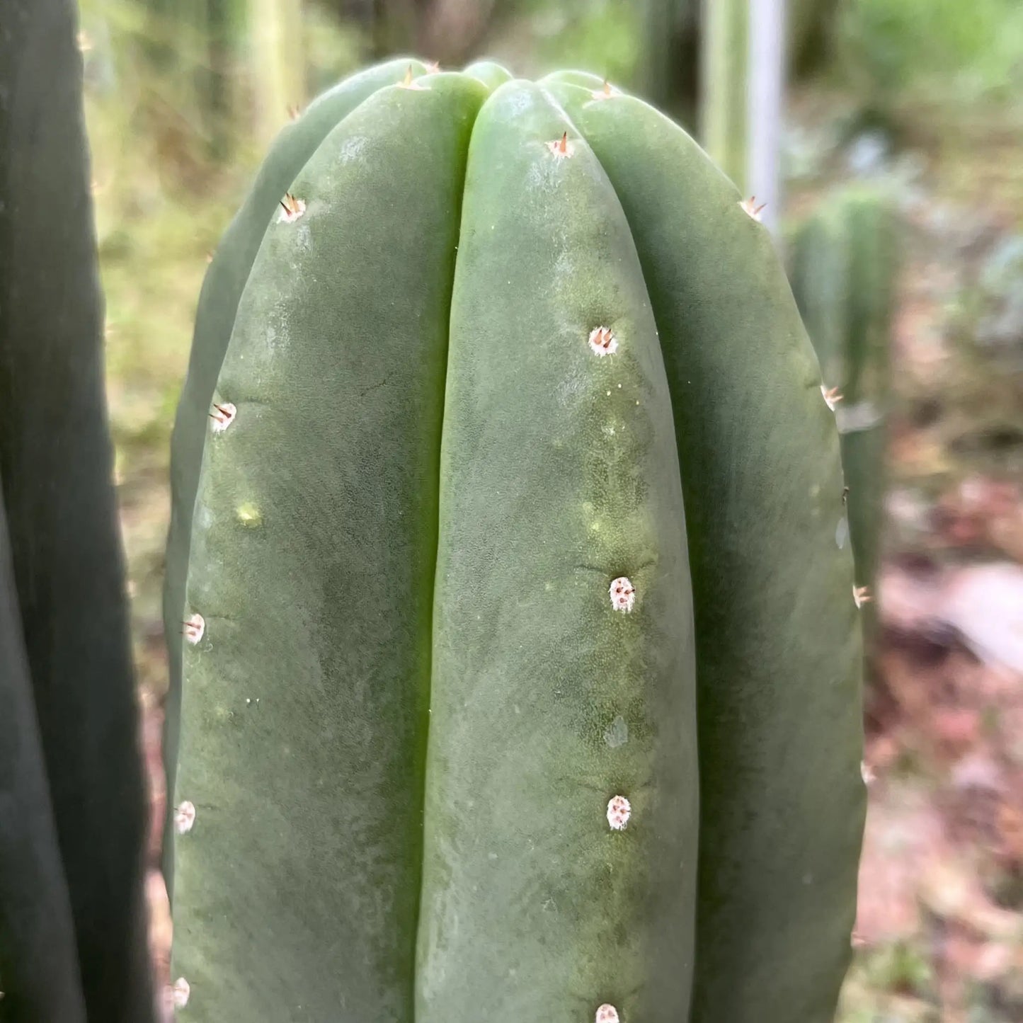 scop FR991 JS151 - live cactus plant