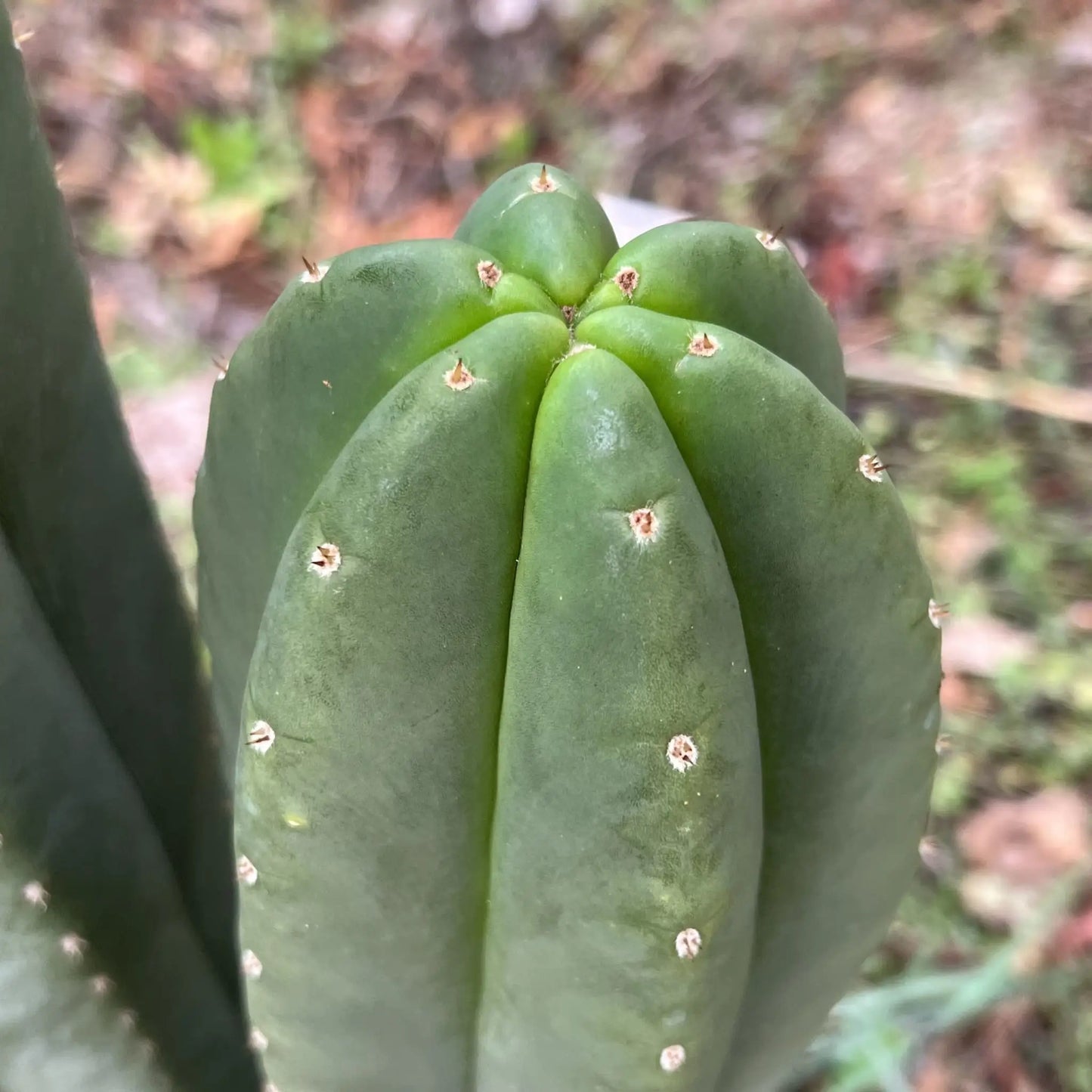 scop FR991 JS151 - live cactus plant
