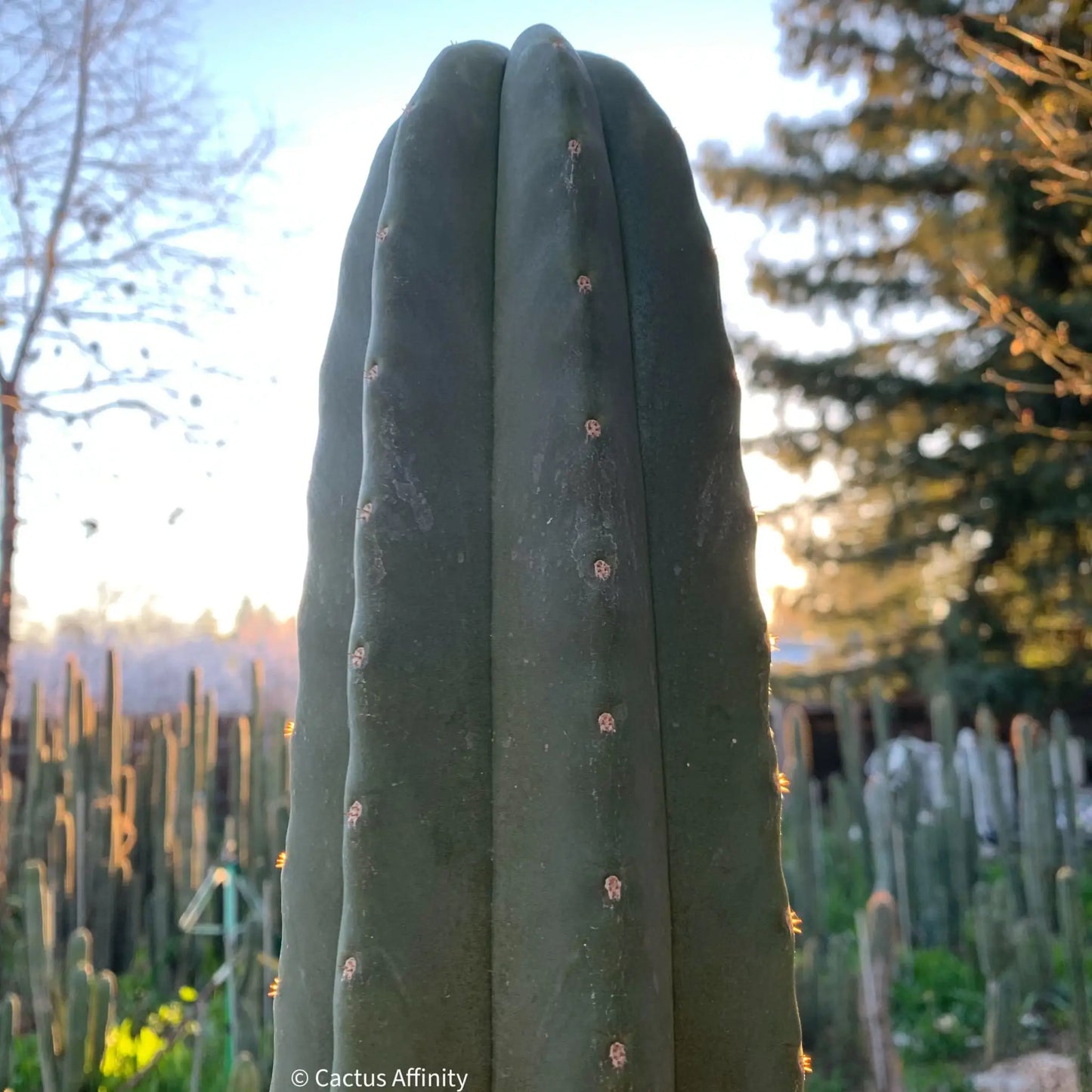 scop FR991 JS151 - live cactus plant
