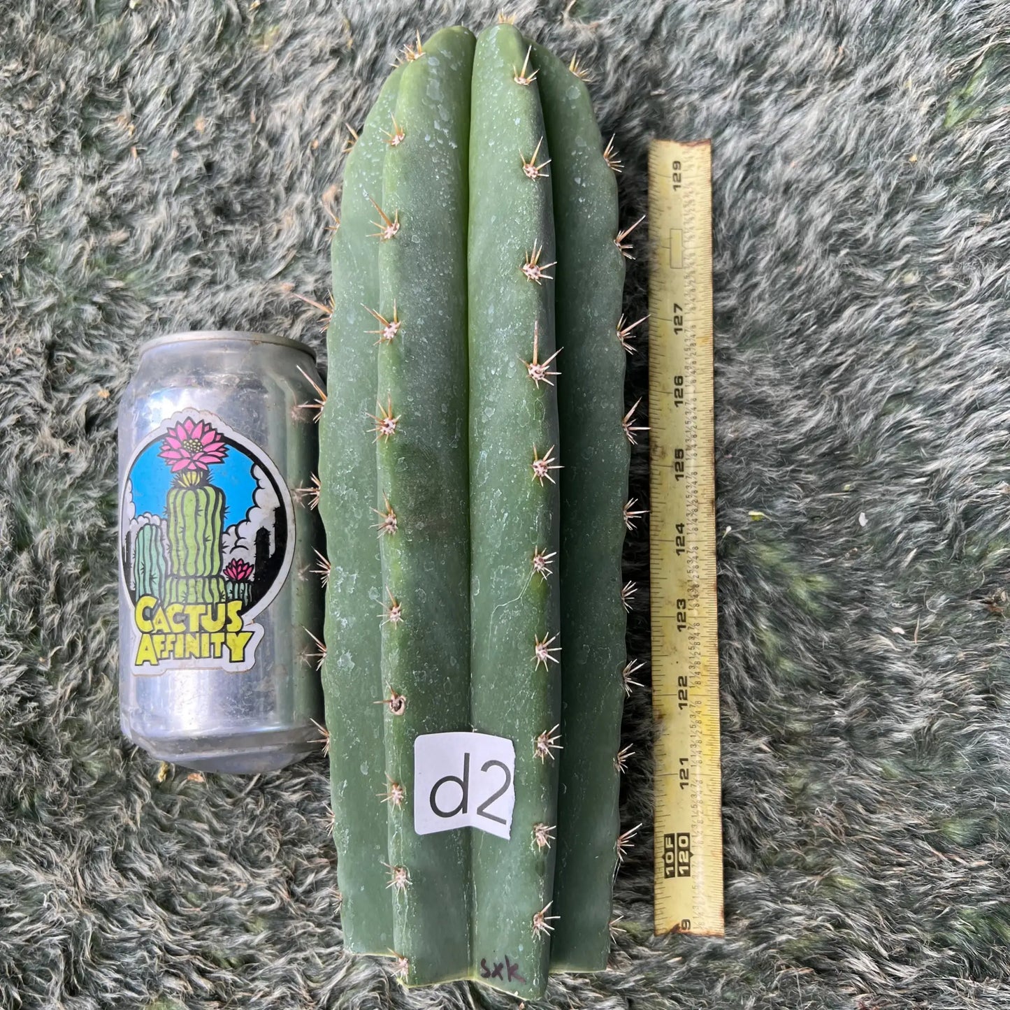 scop x knuthianus - d2 10” tip cutting