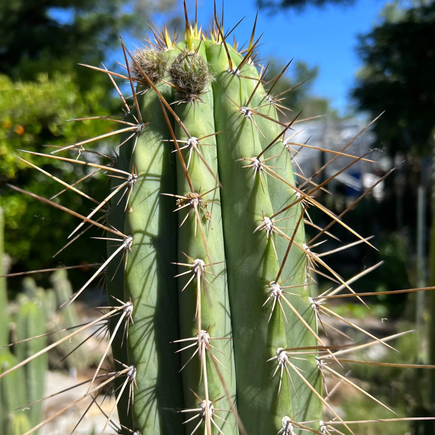 Serra Blue - 10” tip cut - live cactus plant