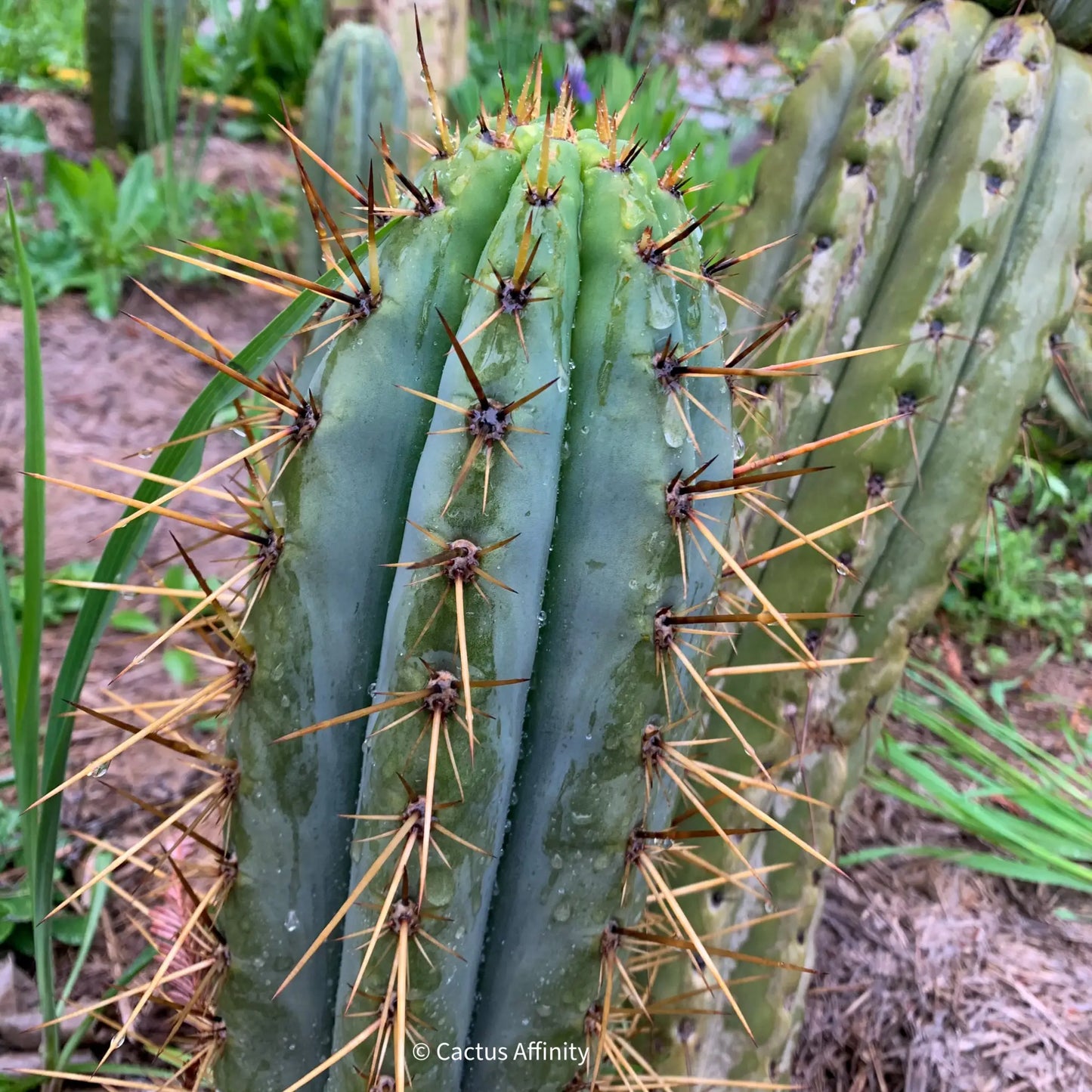 Serra Blue - 10” tip cut - live cactus plant