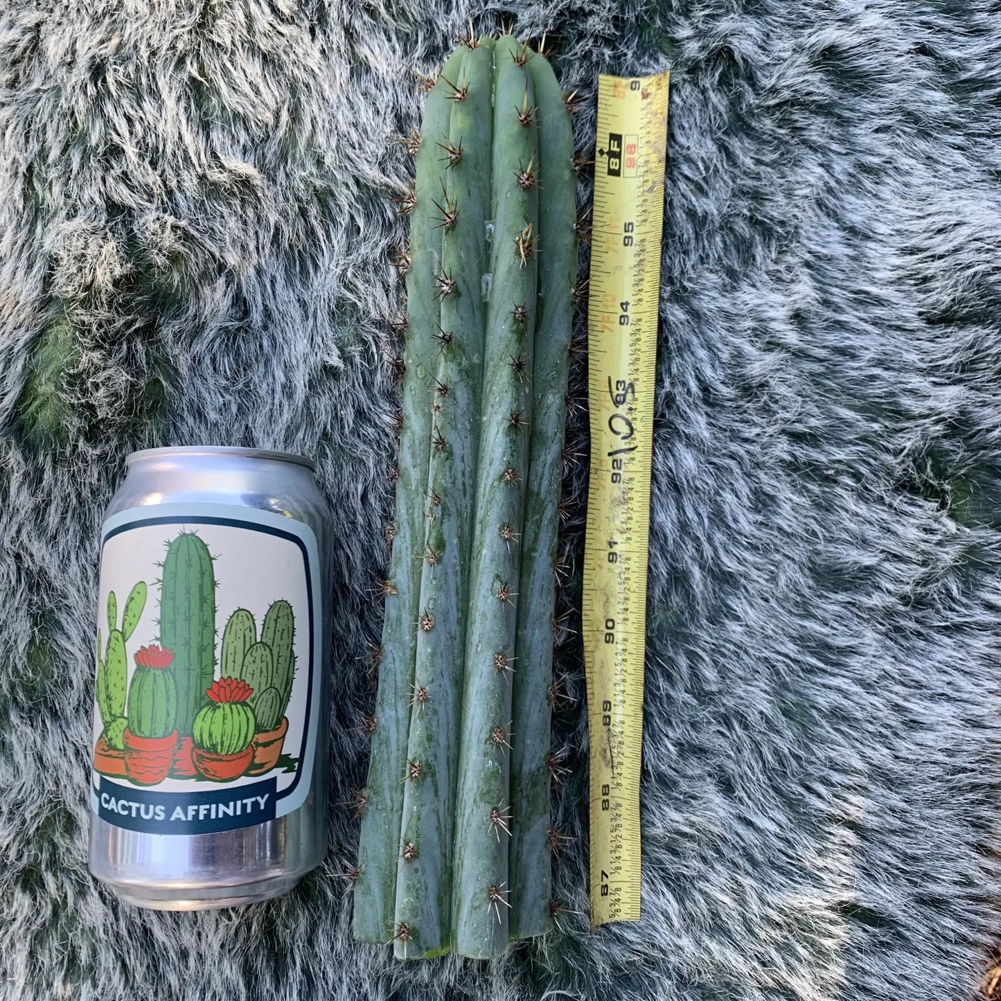 Serra Blue - 10” tip cut - live cactus plant