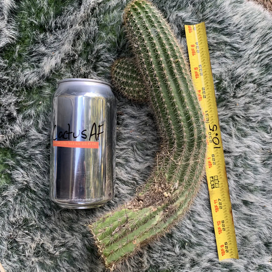 shaferi - live cactus plant