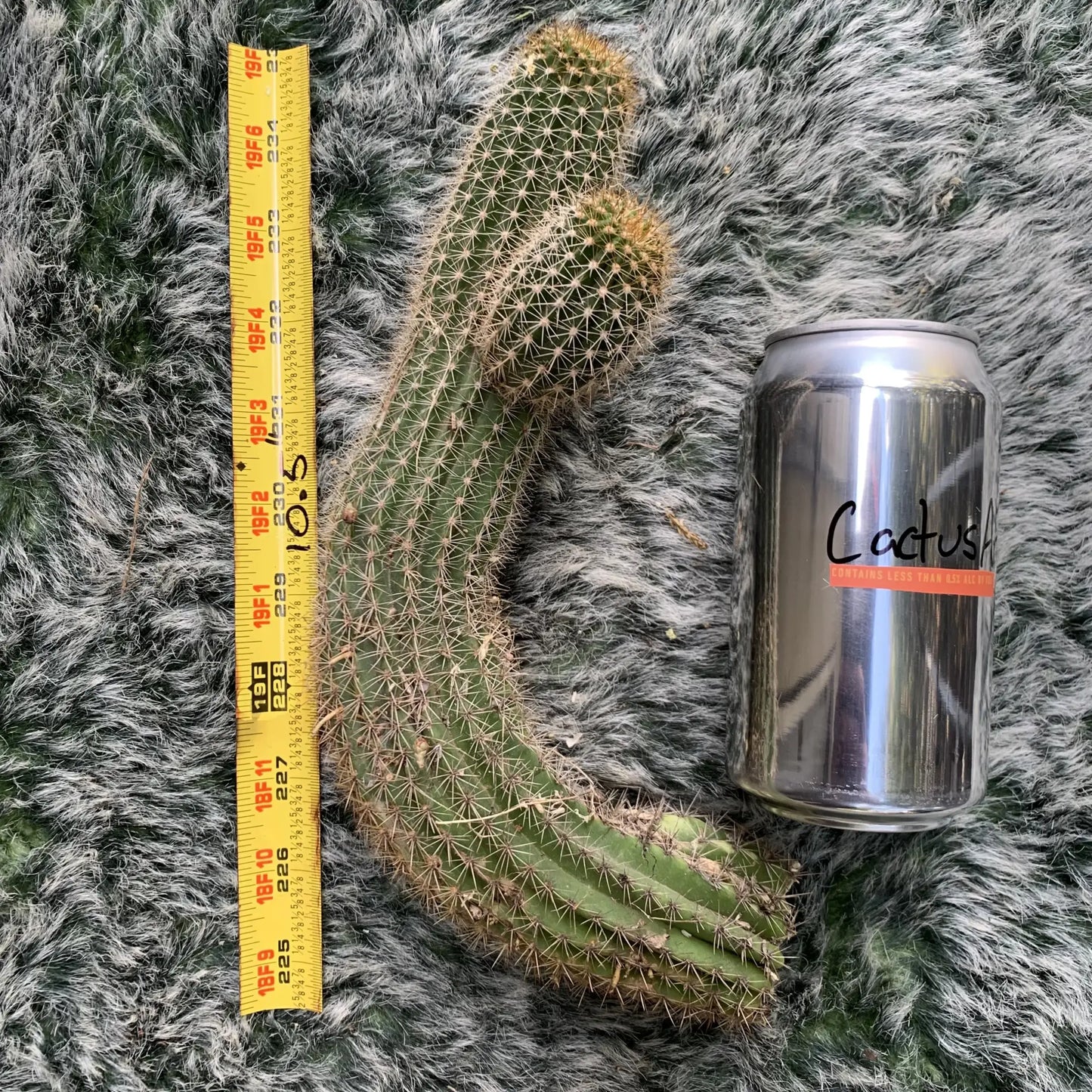 shaferi - live cactus plant