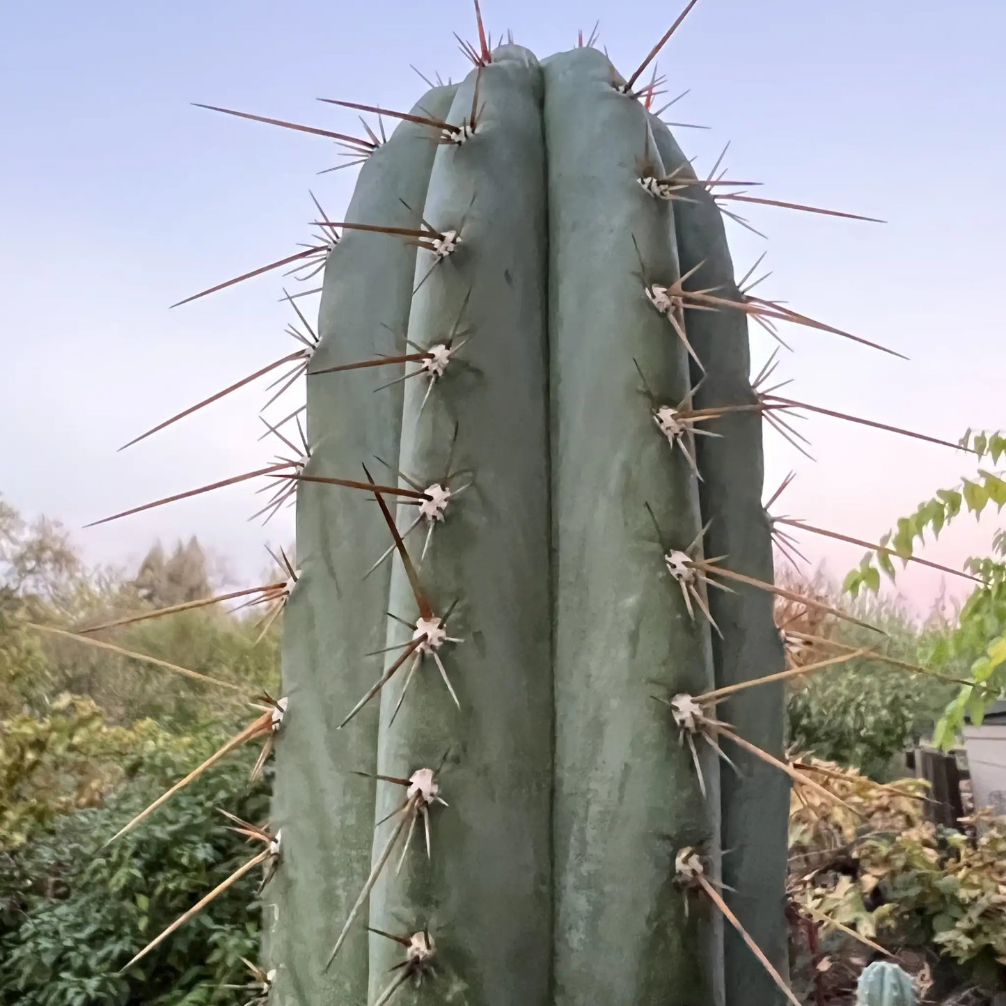 SS01 - 10” tip cutting - live cactus plant