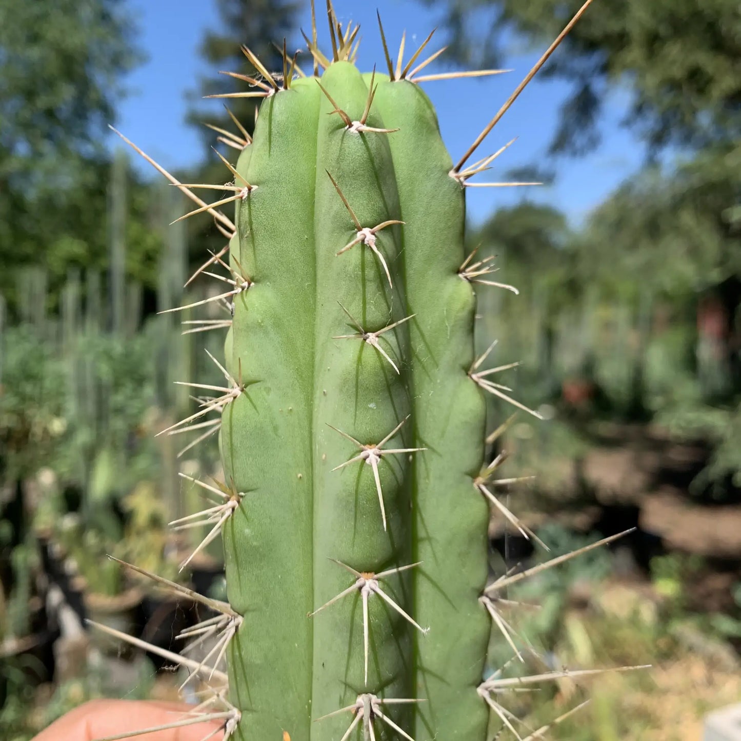 SS02 x KSG - r2 14” tip cut - live cactus plant
