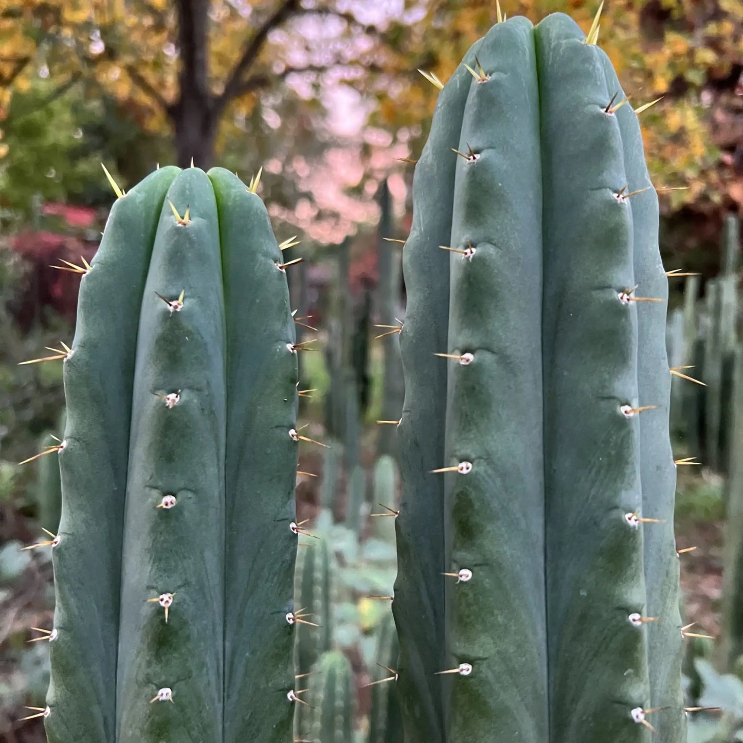 TPM x SS02 - d5 15” tip cut - live cactus plant