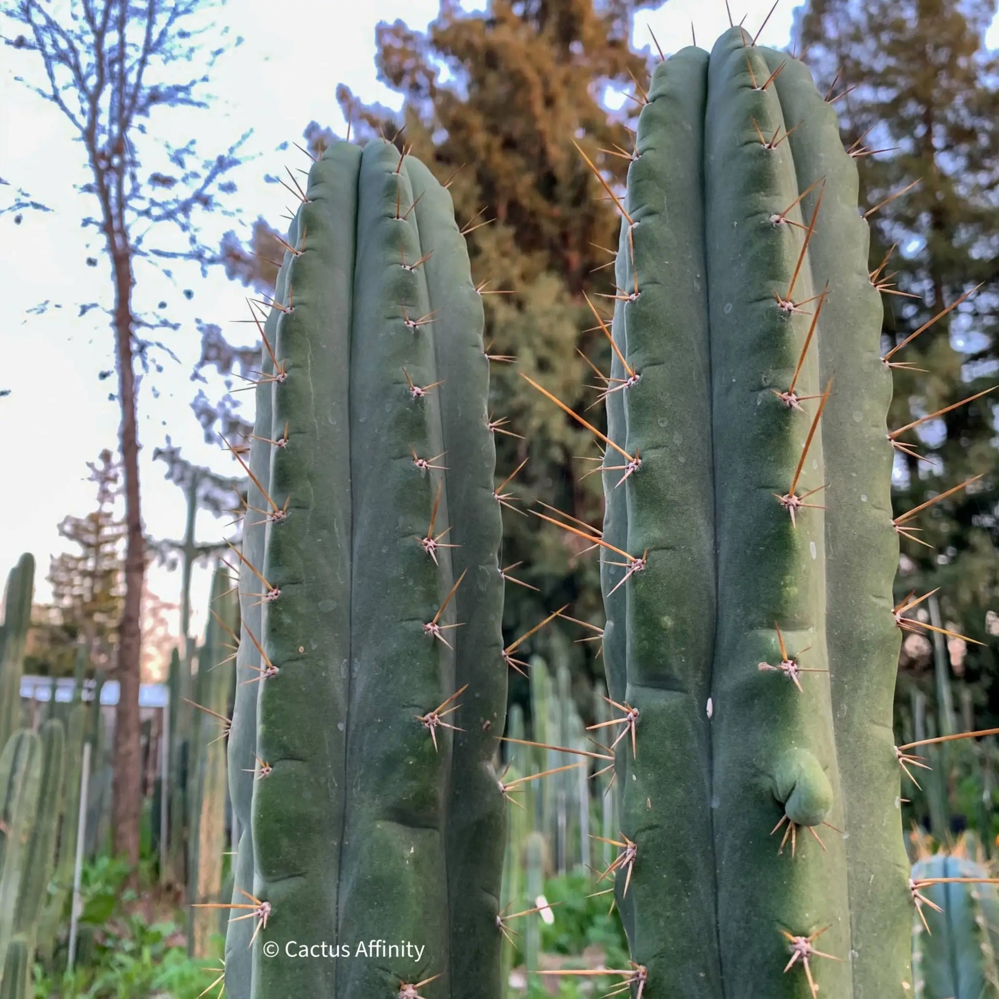 TPM x SS02 - d5 15” tip cut - live cactus plant