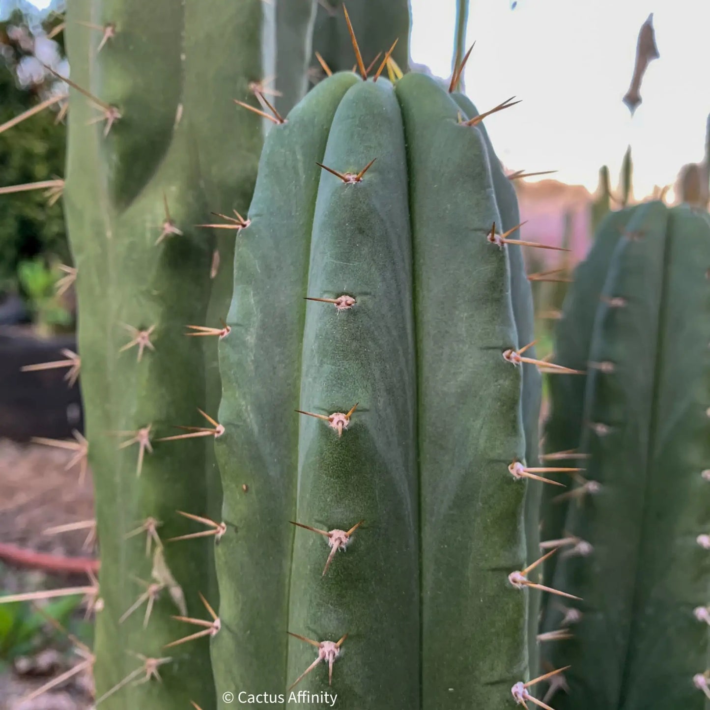 TPM x SS02 - d5 15” tip cut - live cactus plant
