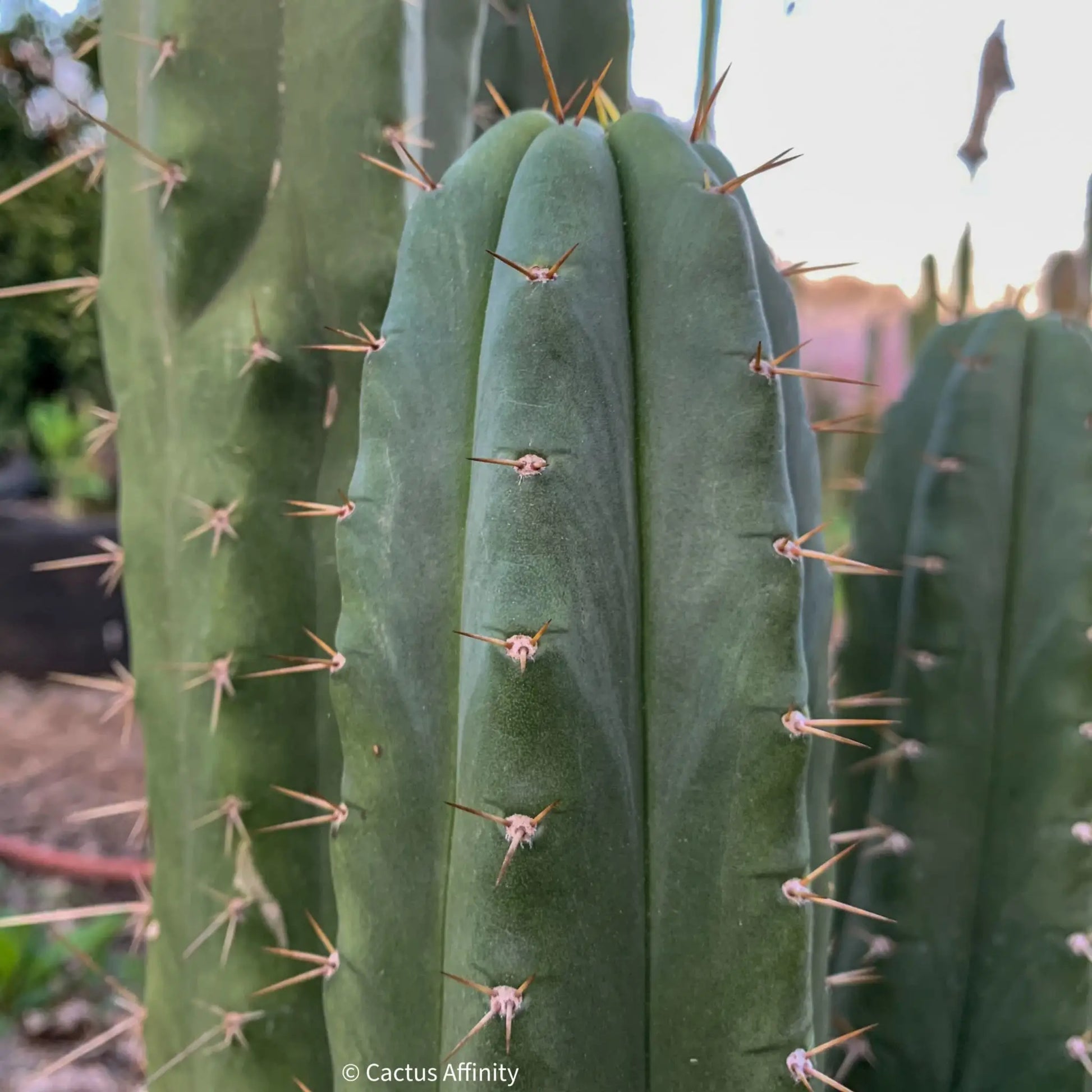 TPM x SS02 - d5 15” tip cut - live cactus plant
