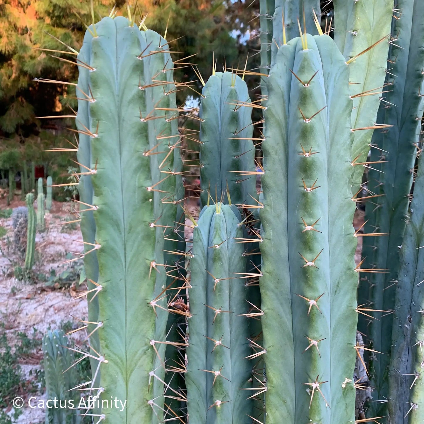 SS02 - live cactus plant