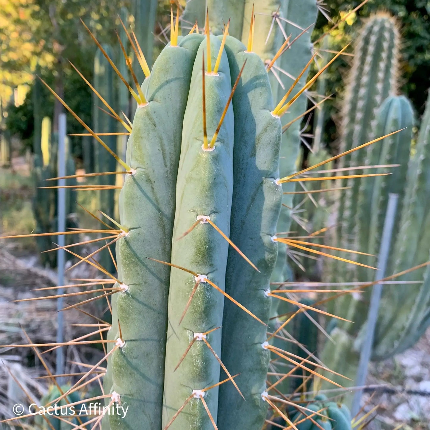 SS02 x (peru tom j’s giant) JS228long - live cactus plant