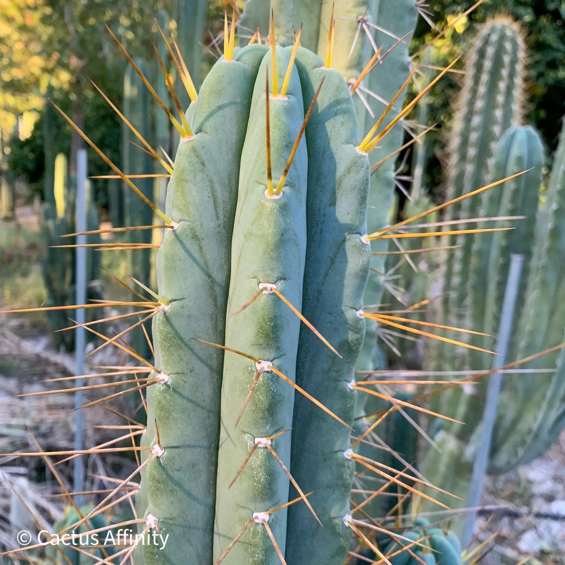 SS02 x (peru tom j’s giant) JS228long - live cactus plant