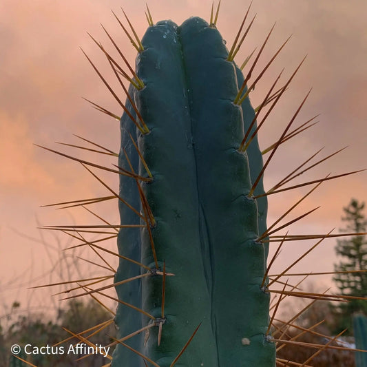 SS02 x (peru tom j’s giant) JS228long - live cactus plant