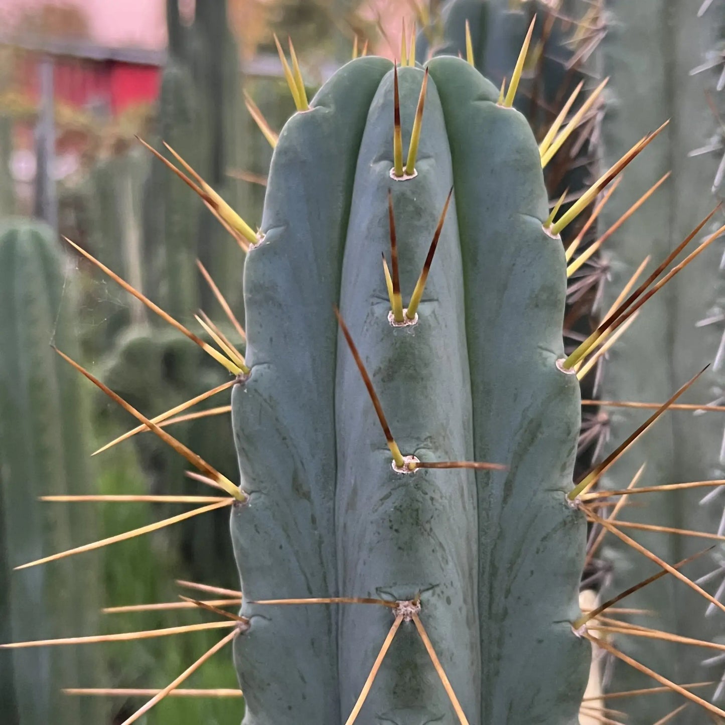 SS02 x (peru tom j’s giant) JS228long - live cactus plant