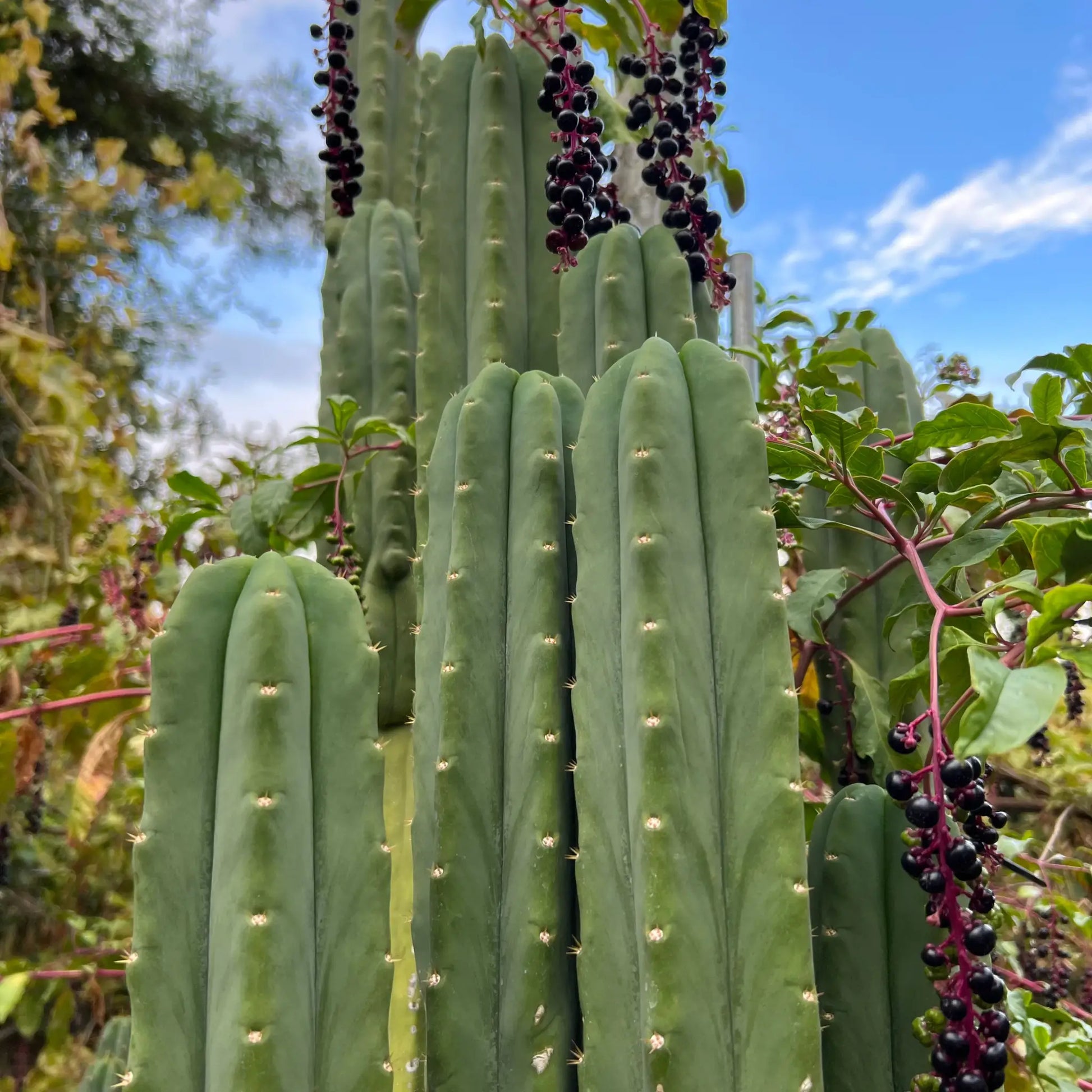 SS02 x (peru tom j’s giant) JS228short - live cactus plant