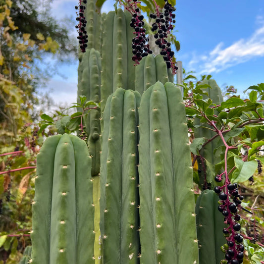 SS02 x (peru tom j’s giant) JS228short - live cactus plant