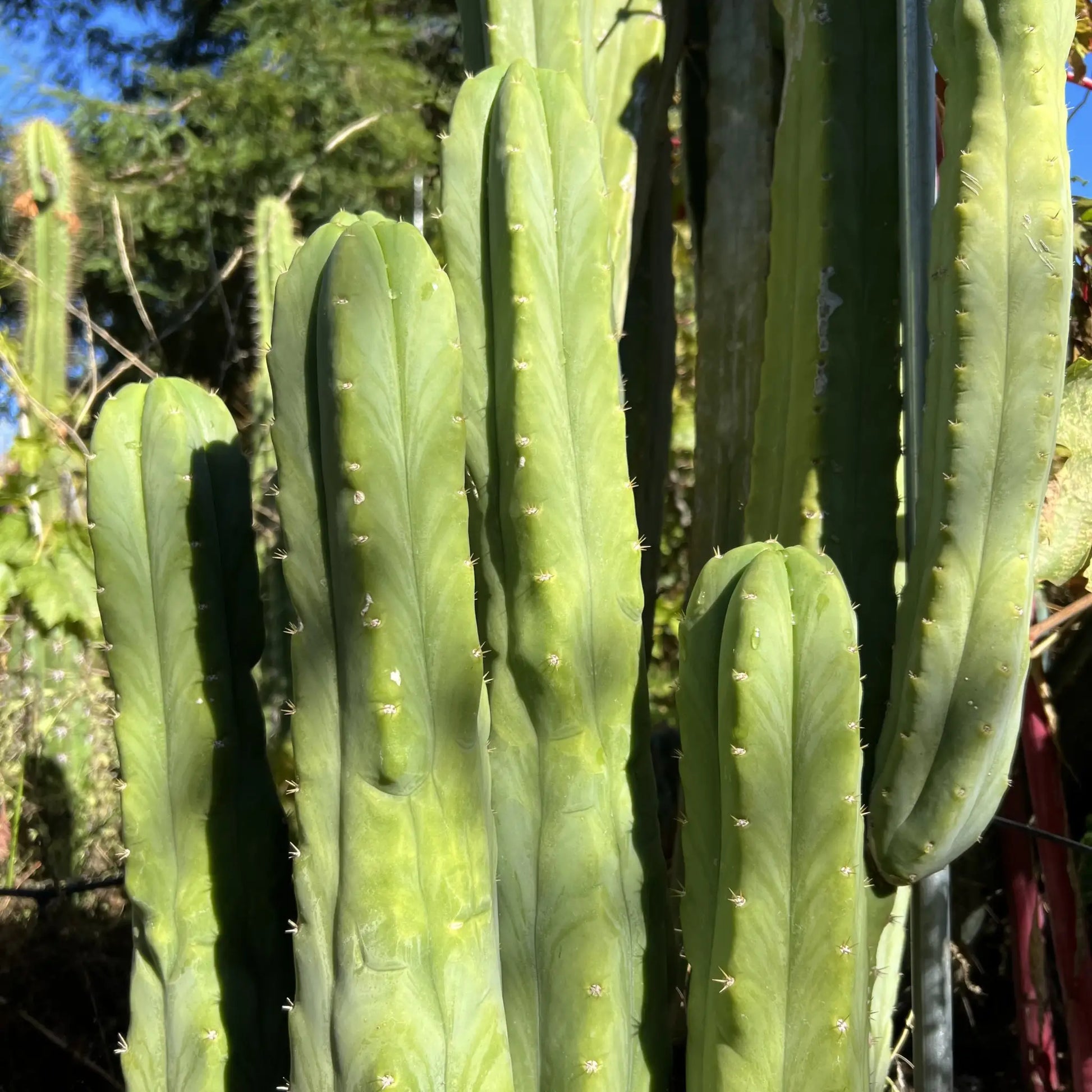 SS02 x (peru tom j’s giant) JS228short - live cactus plant
