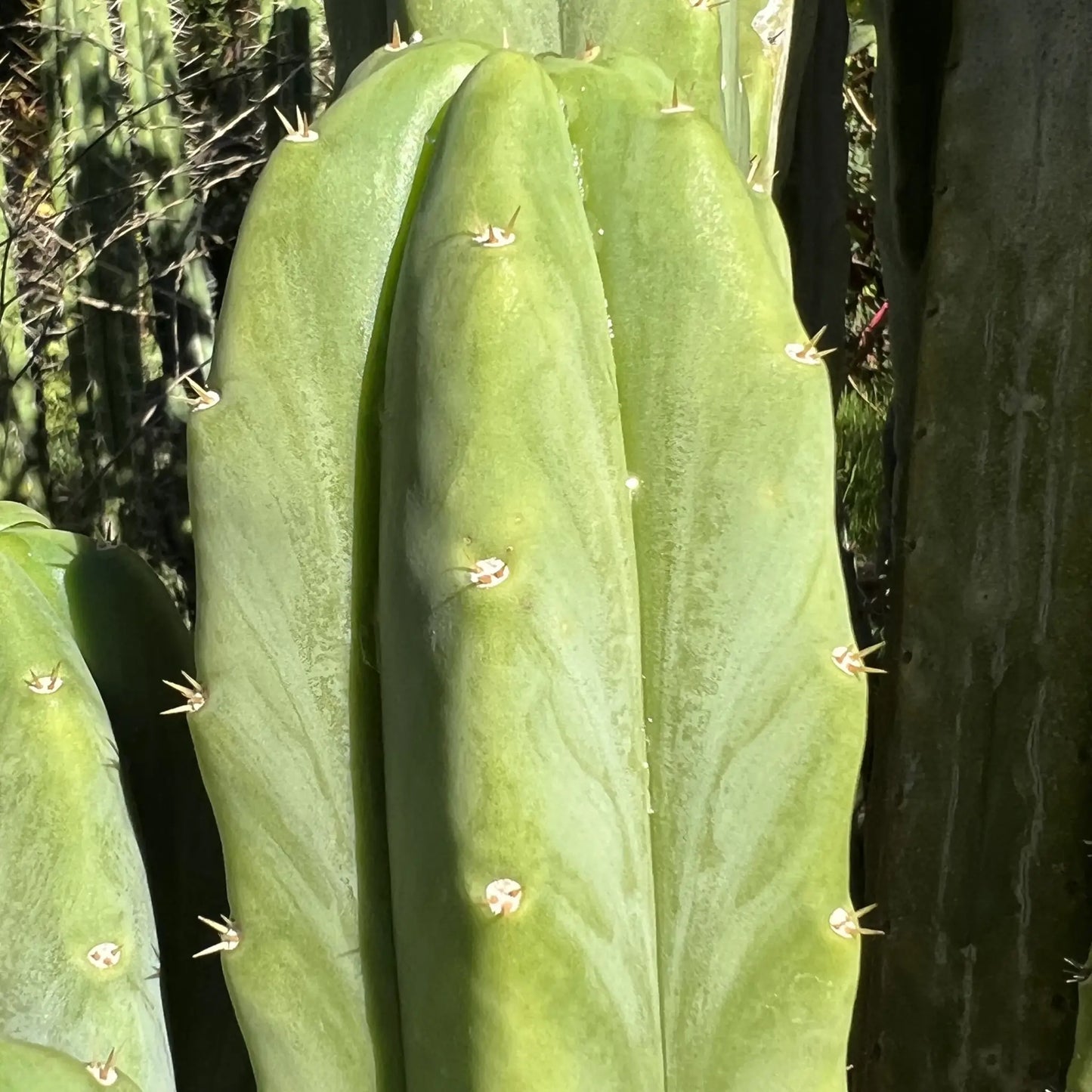 SS02 x (peru tom j’s giant) JS228short - live cactus plant