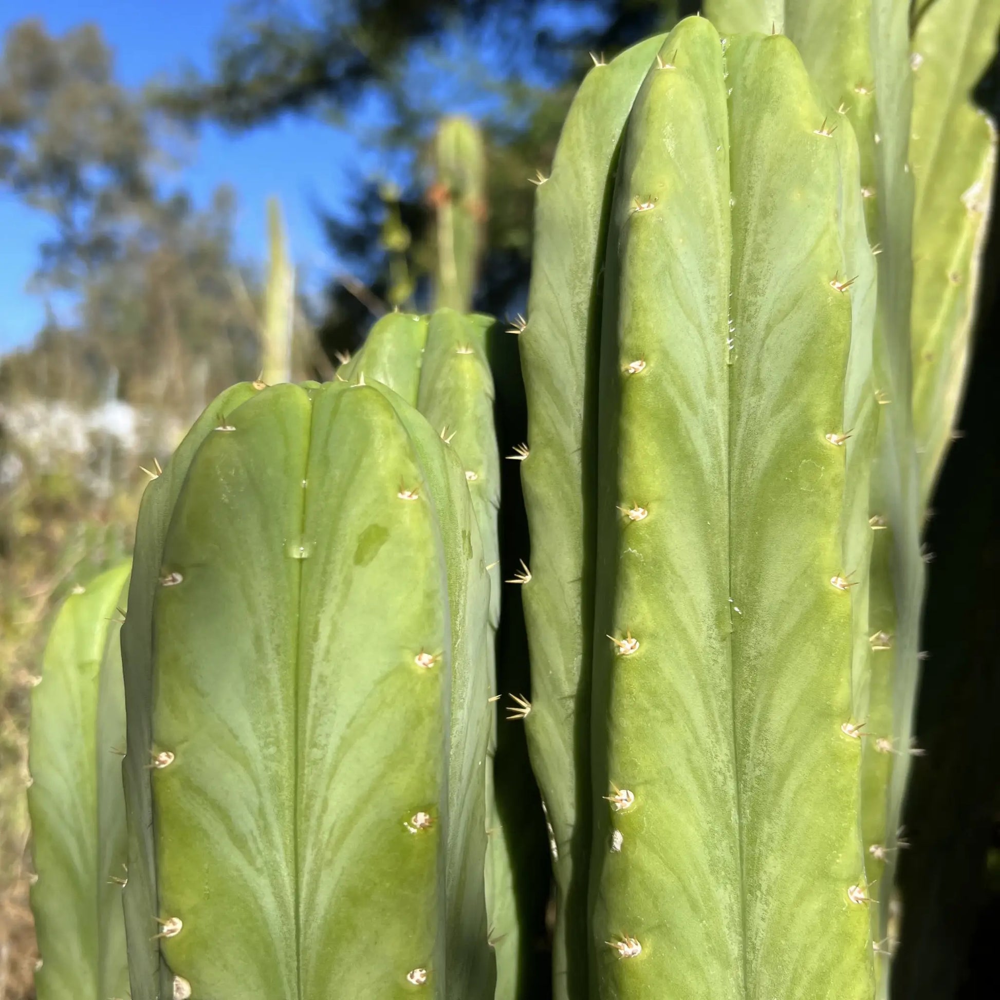 SS02 x (peru tom j’s giant) JS228short - live cactus plant
